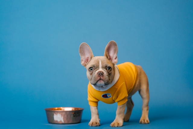 Feeding Guide: How to Feed French Bulldog Puppies?