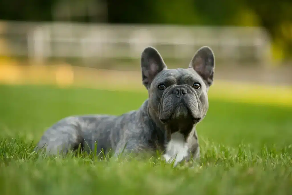 Should a French bulldog be tested for IVDD?