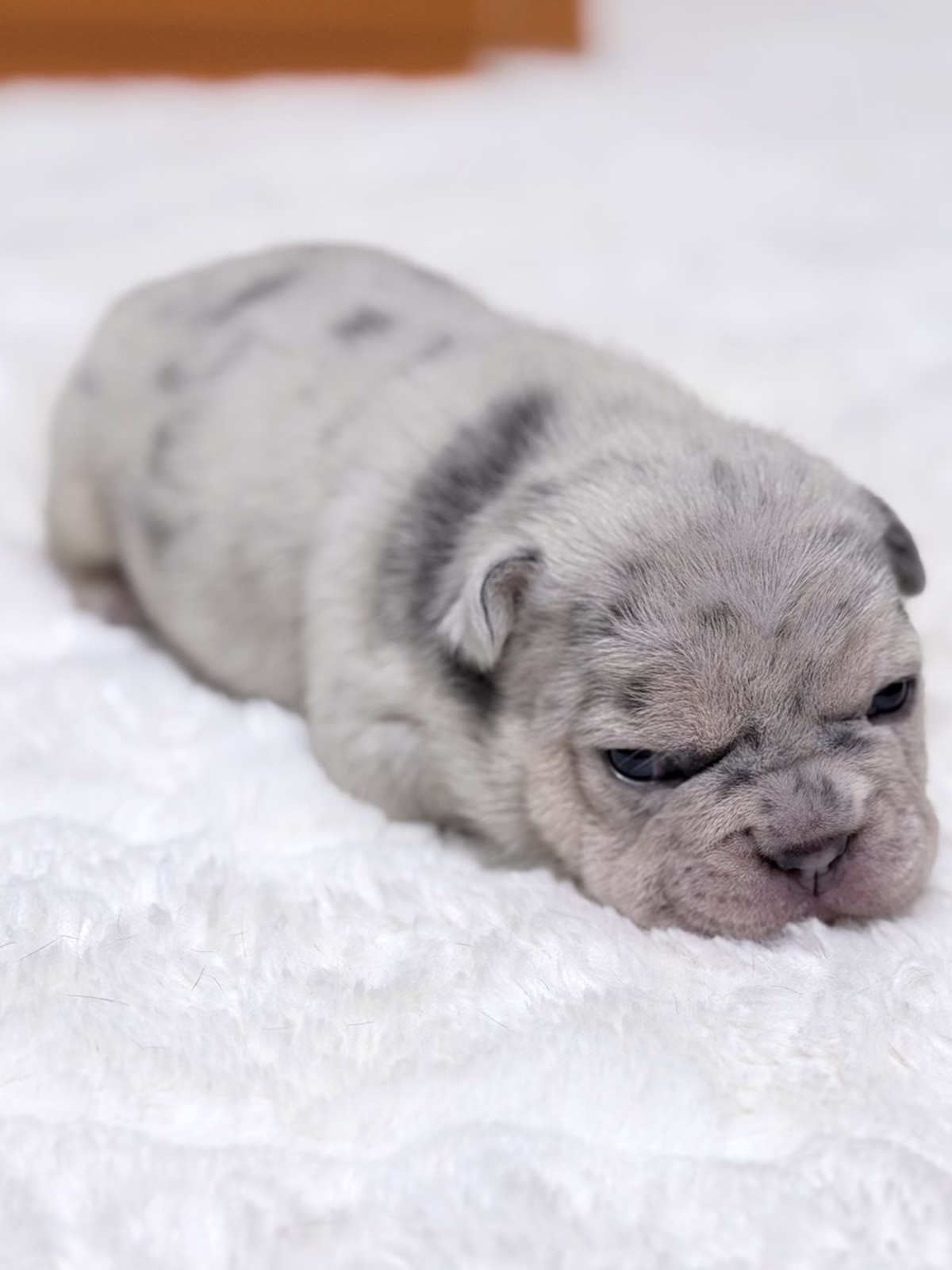 Female French Bulldog Blue Merle Tan with a silver-marbled coat, copper tan points on the cheeks, vivid blue eyes.