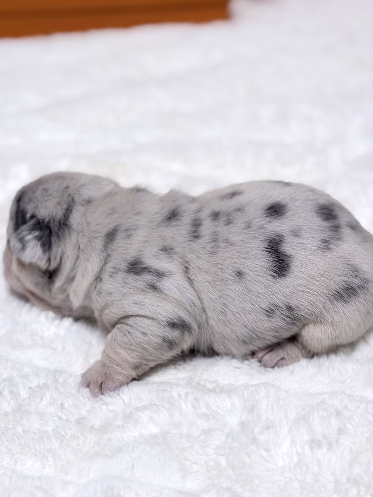 Female French Bulldog Blue Merle Tan with a healthy black nose, facial folds, marble fur, vivid blue eyes.