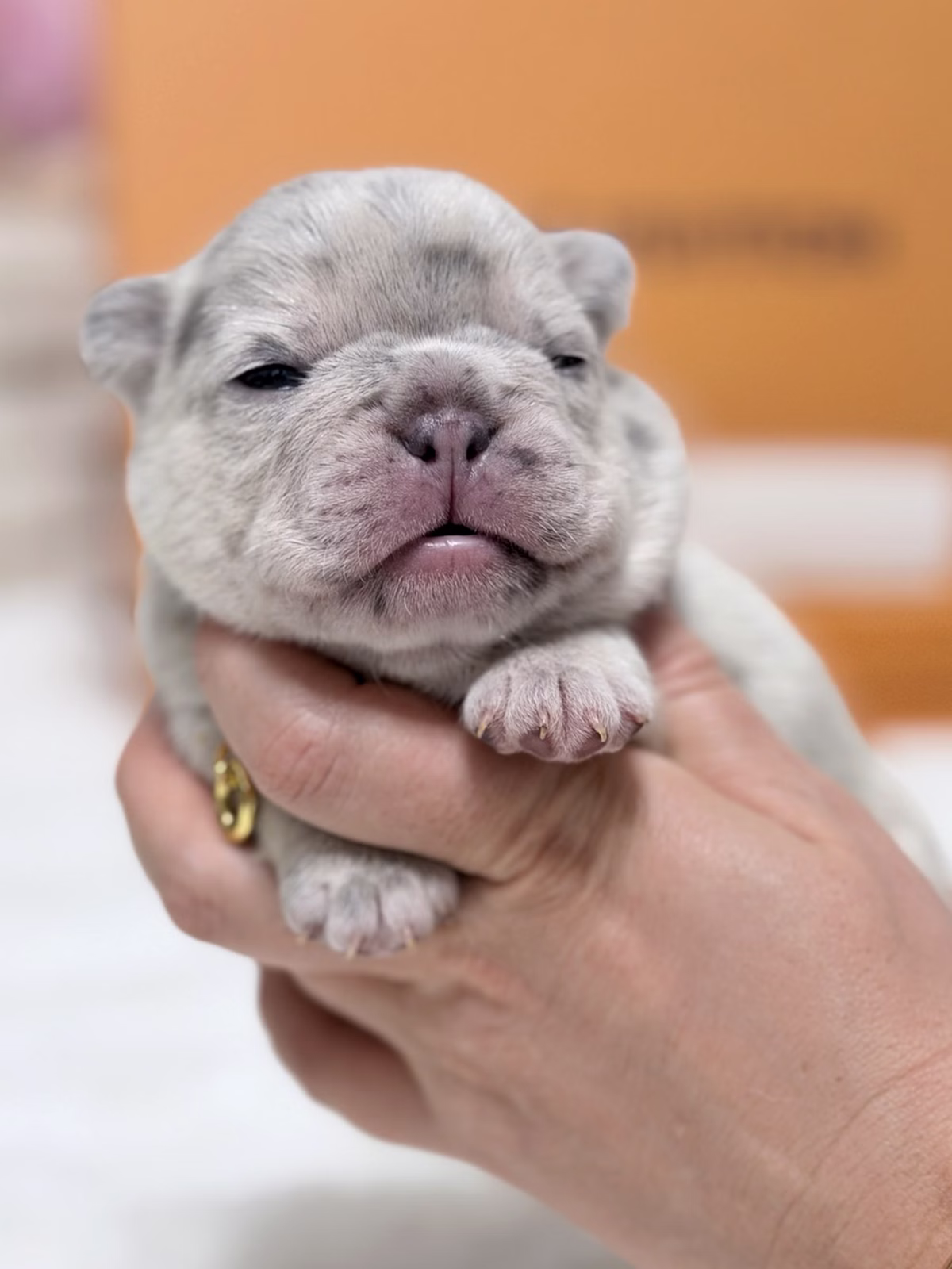 Purebred Female French Bulldog Blue Merle with a heavy-set marble pattern, clear blue eyes, sturdy bone structure.