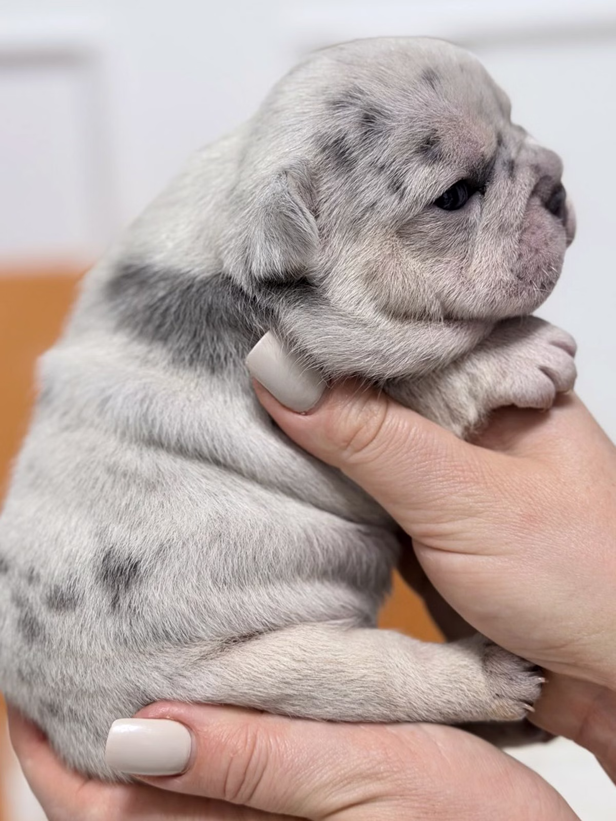 Female French Bulldog Blue Merle Tan showcasing upright ears, icy blue eyes, silver-blue marble patches.