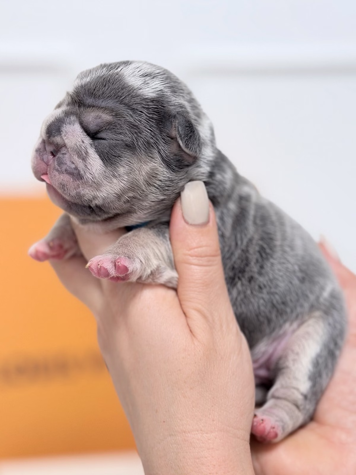 Purebred Male French Bulldog Blue Merle with a heavy-set marble pattern, bright blue eyes, thick bone structure.
