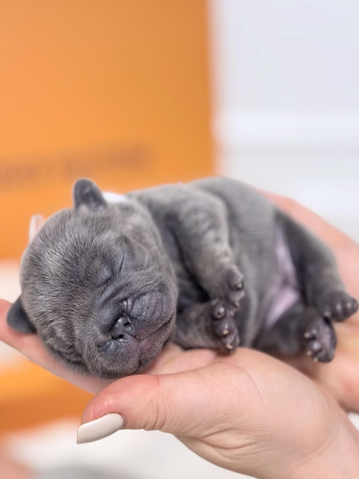 Female French Bulldog Blue with deep facial wrinkles, short flat muzzle, blue eyes, solid blue fur.