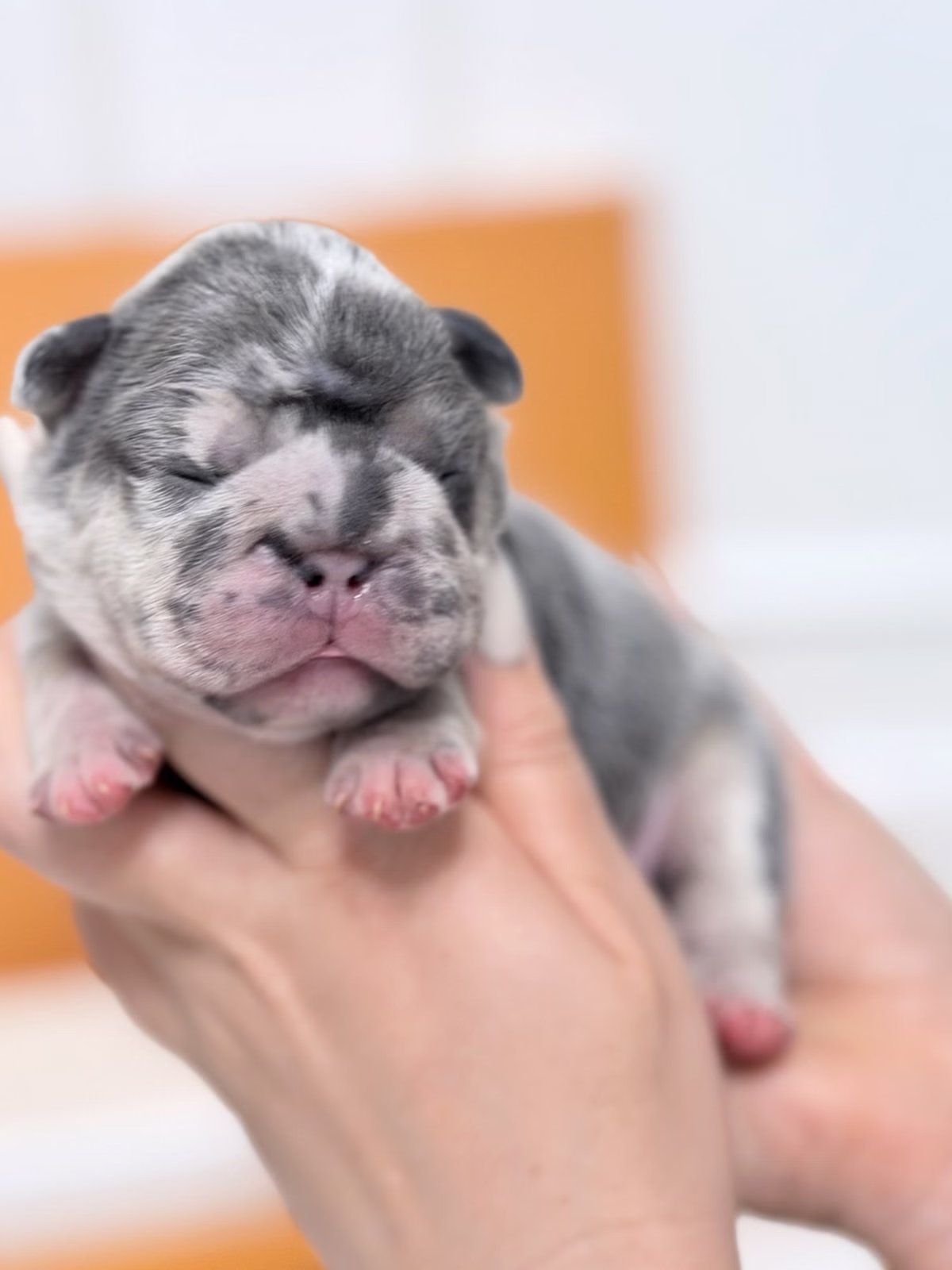 Male French Bulldog Blue Merle showcasing prominent vertical ears, blue eyes, silver-blue marble patches.