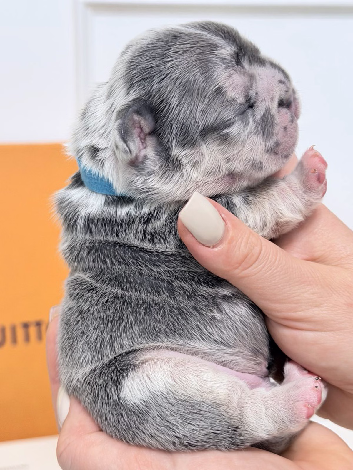 Male French Bulldog Blue Merle with a broad chest, striking blue eyes, unique marble spots, and a blue collar.