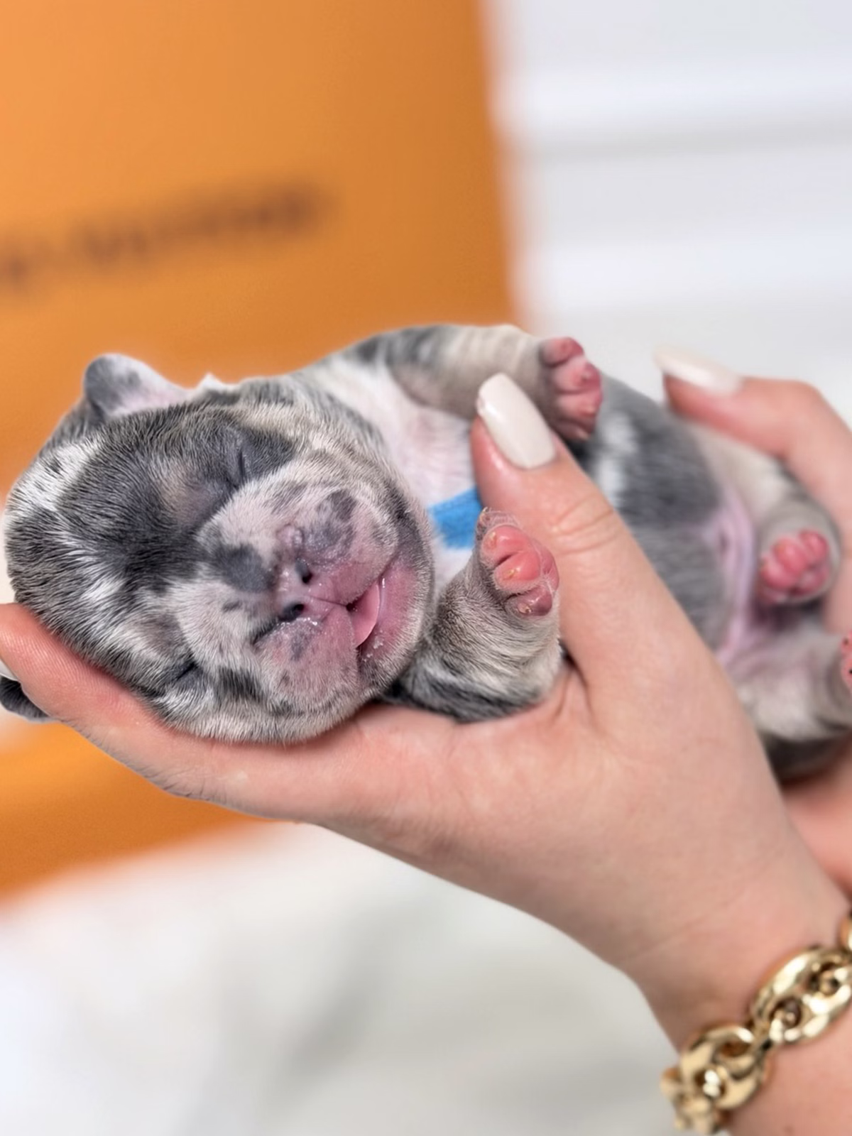 Male French Bulldog Blue Merle with a square-shaped head, intelligent blue eyes, short tail, and a blue collar.