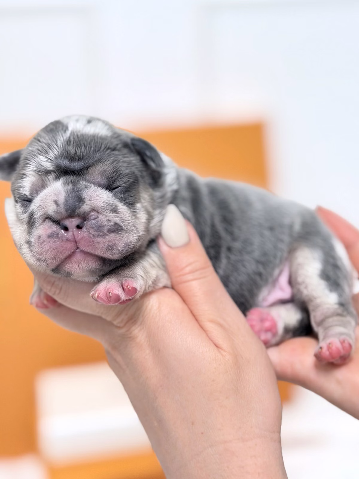 Male French Bulldog Blue Merle featuring a flat muzzle, alert bat ears, blue eyes, marbled silver-grey fur.