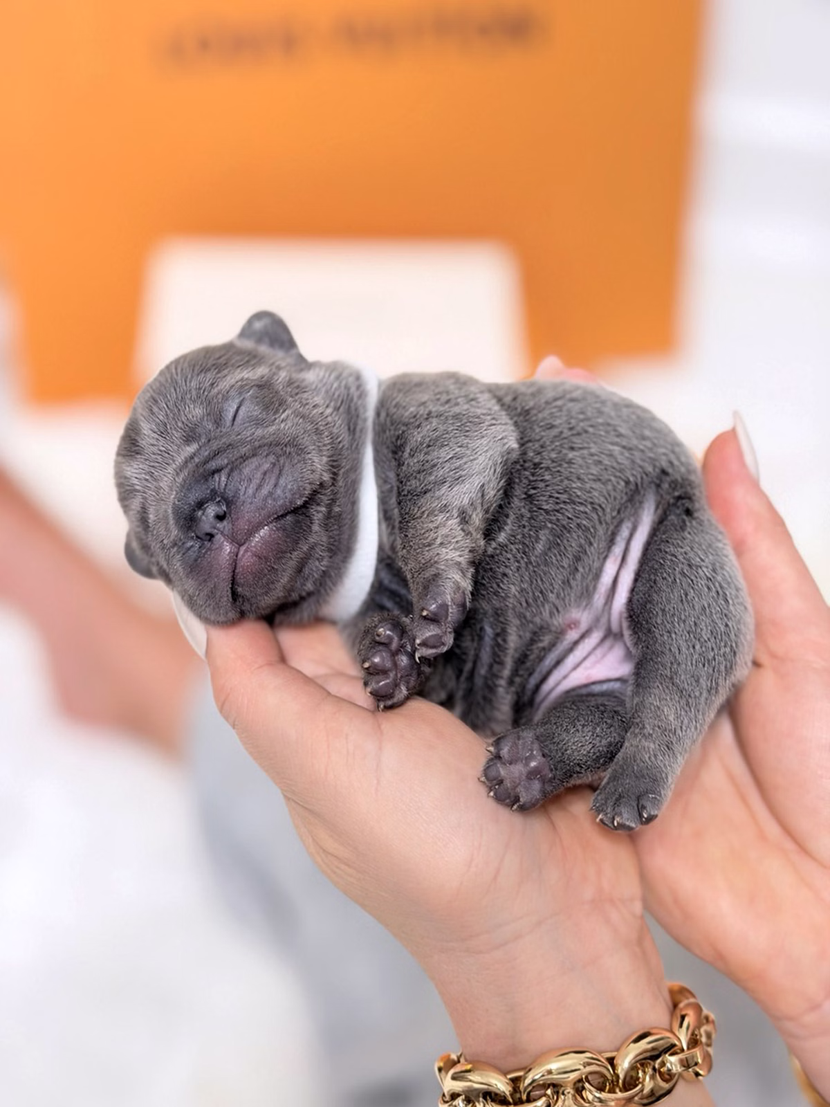 Female French Bulldog Blue with a broad chest, blue soulful eyes, solid slate-grey fur, and a white collar.