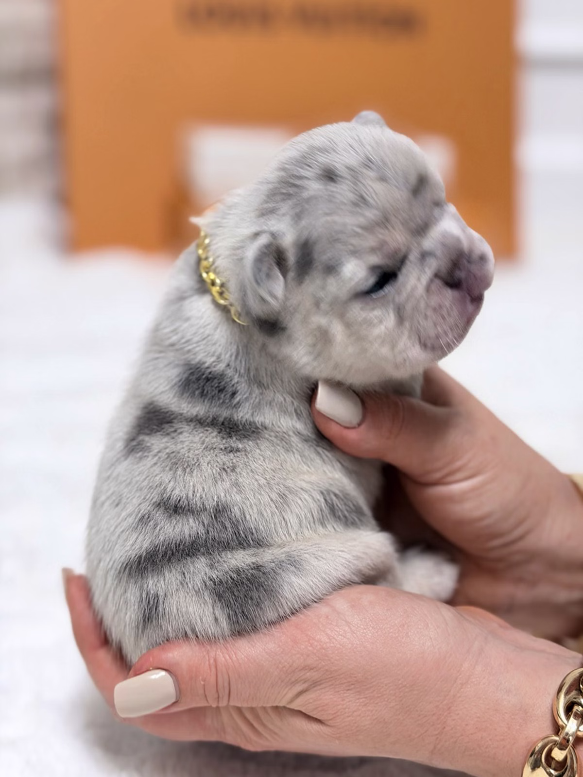 Female French Bulldog Blue Merle with deep facial wrinkles, bright blue eyes, slate-grey marble pigment, and a gold chain .