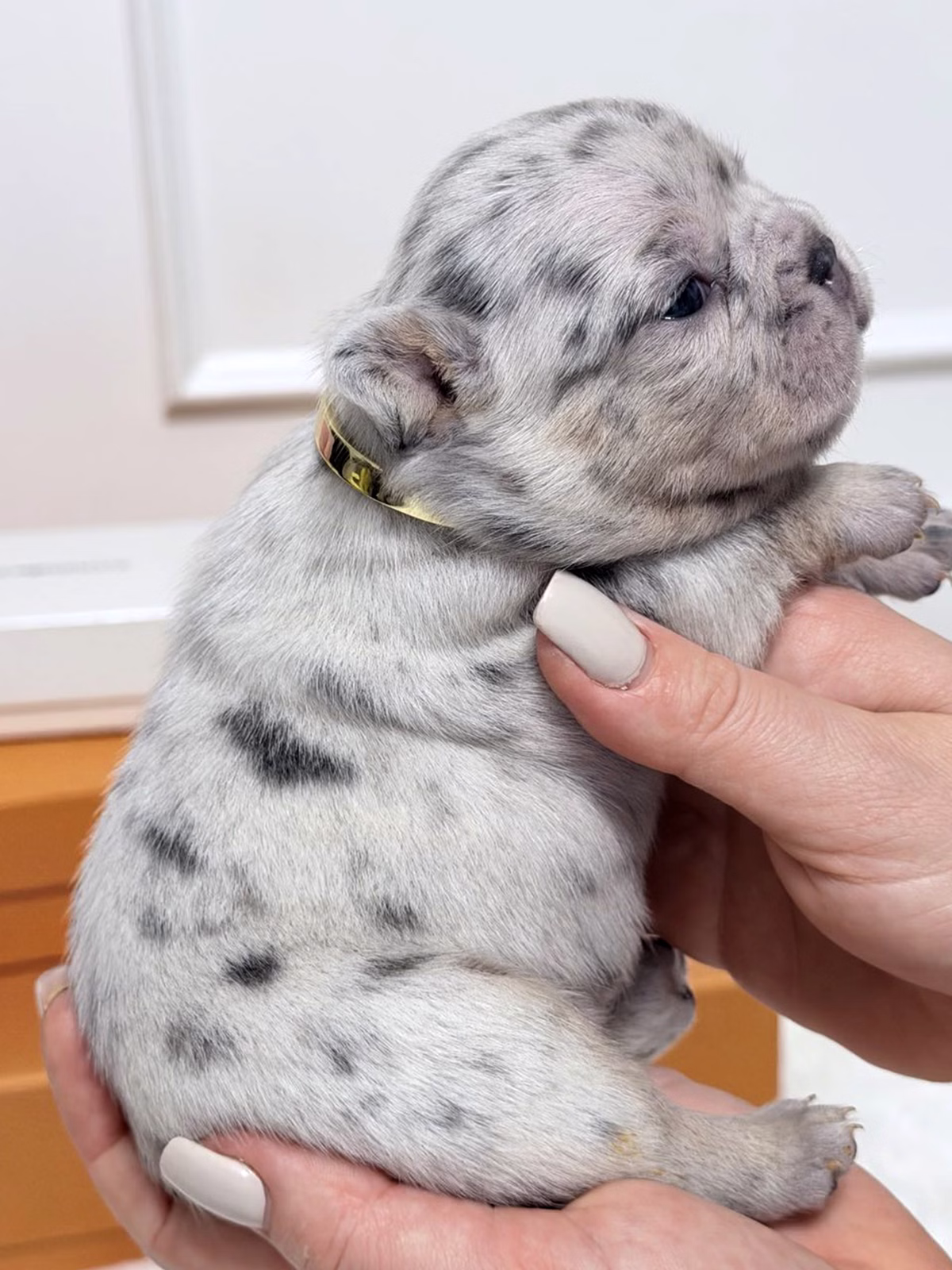 Female French Bulldog Blue Merle Tan showcasing upright ears, icy blue eyes, silver-blue marble patches, a gold collar.