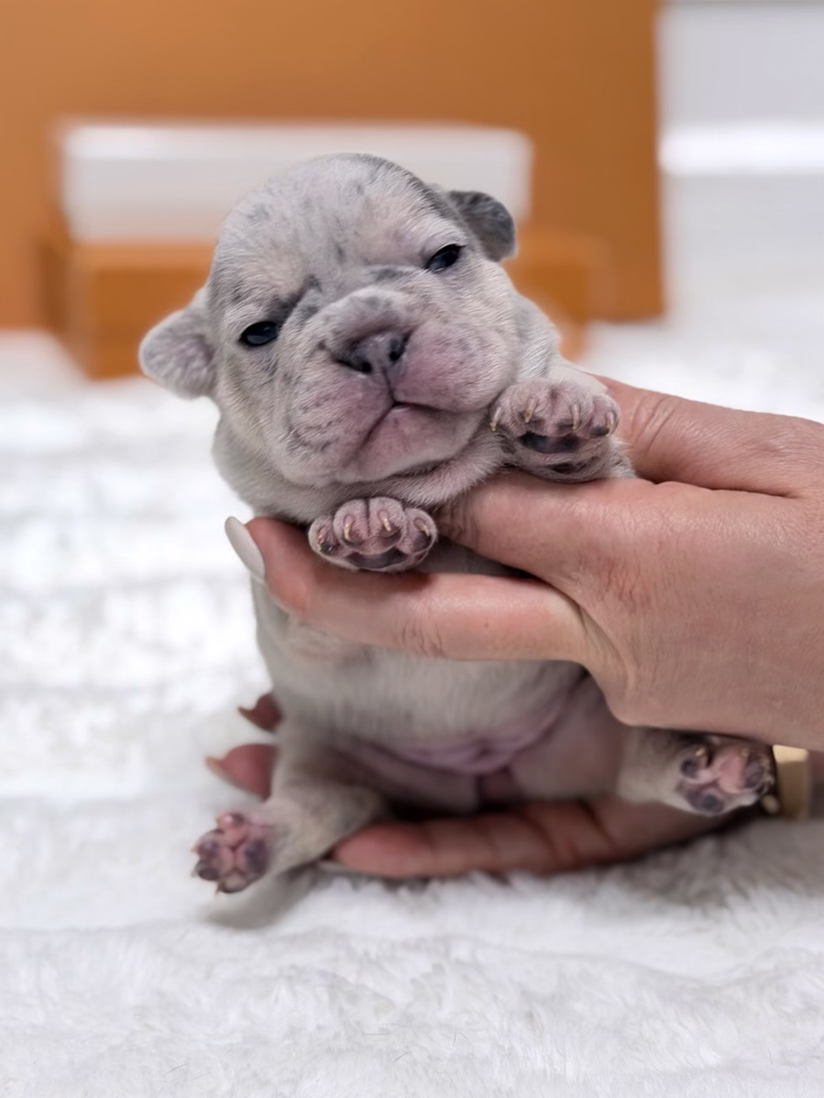 Female French Bulldog Blue Merle Tan showcasing striking blue eyes, charcoal marble patches, tan eyebrows.