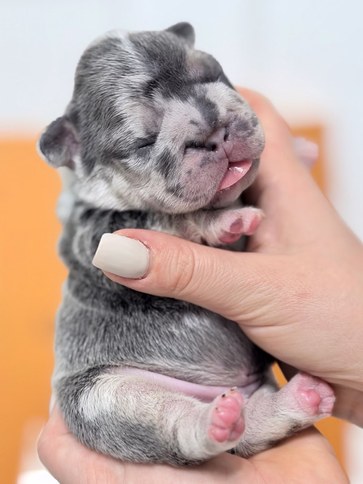 Male French Bulldog Blue Merle with a silky marbled coat, bright blue eyes, upright ears.