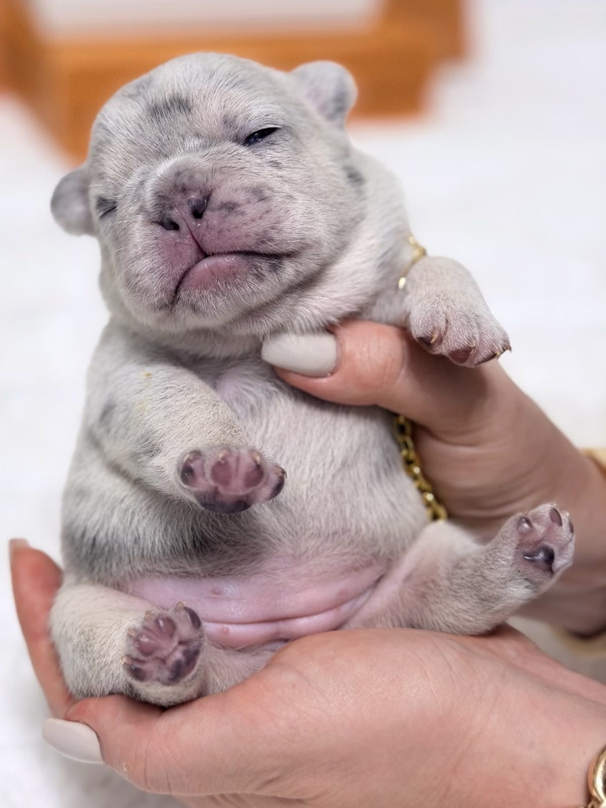 Female French Bulldog Blue Merle with a silky marbled coat, shining blue eyes, upright ears, and a gold chain.
