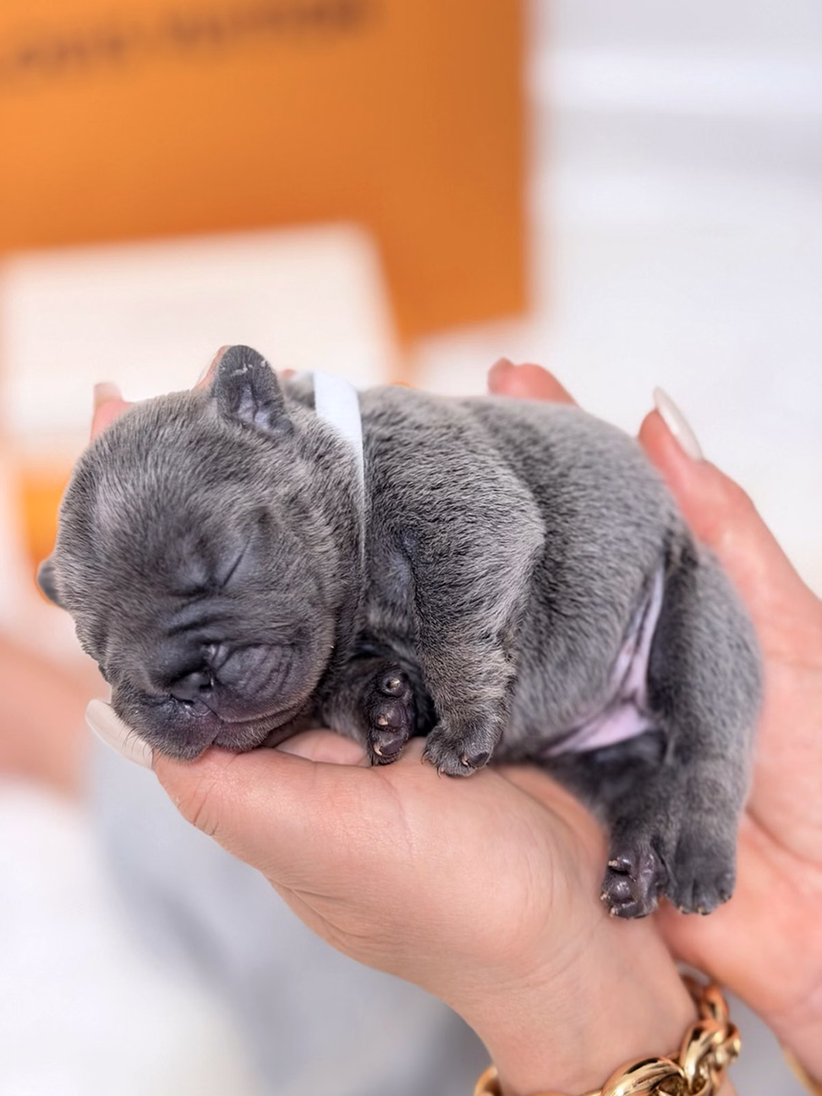 Purebred Female French Bulldog Blue with a sturdy bone structure, square head, solid blue-grey fur, and a white collar.