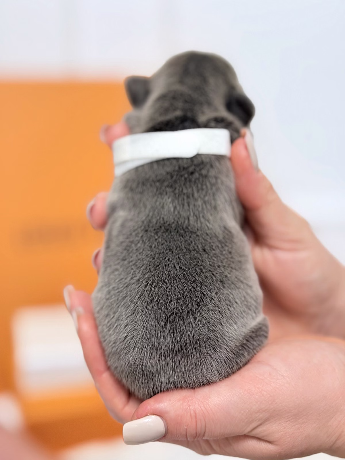 Female French Bulldog Blue showcasing a compact muscular frame, uniform steel-blue pigment, blue eyes, and a wthite collar.