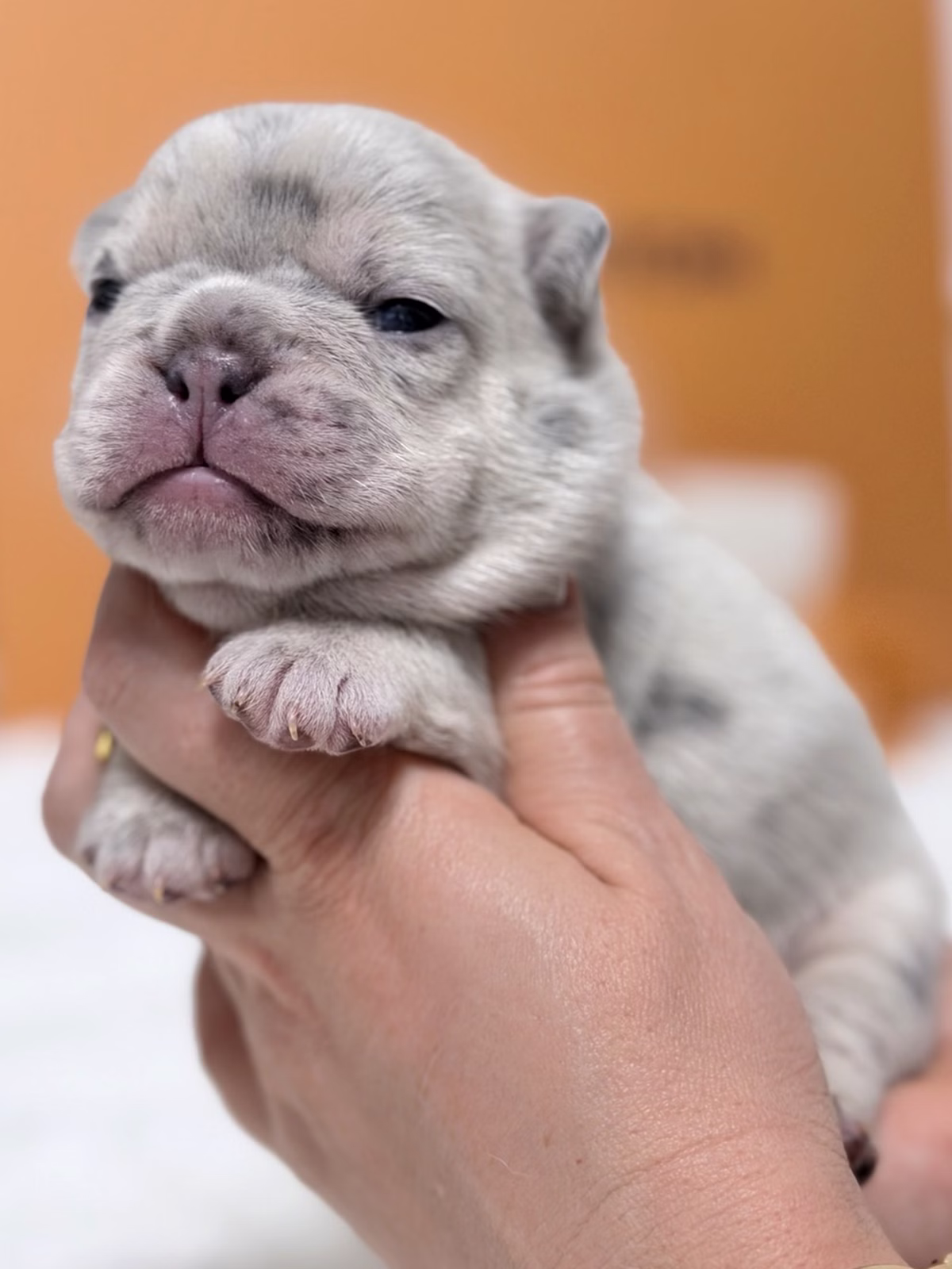 Female French Bulldog Blue Merle with a broad chest, mesmerizing blue eyes, unique marble spots, and a gold chain.