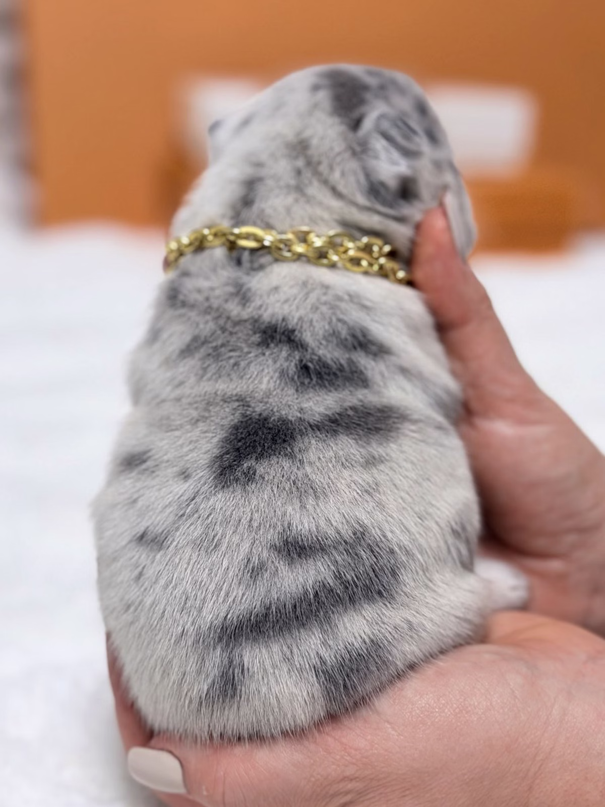 Female French Bulldog Blue Merle featuring a flat muzzle, alert bat ears, captivating blue eyes, marbled silver-grey fur, and a gold chain .