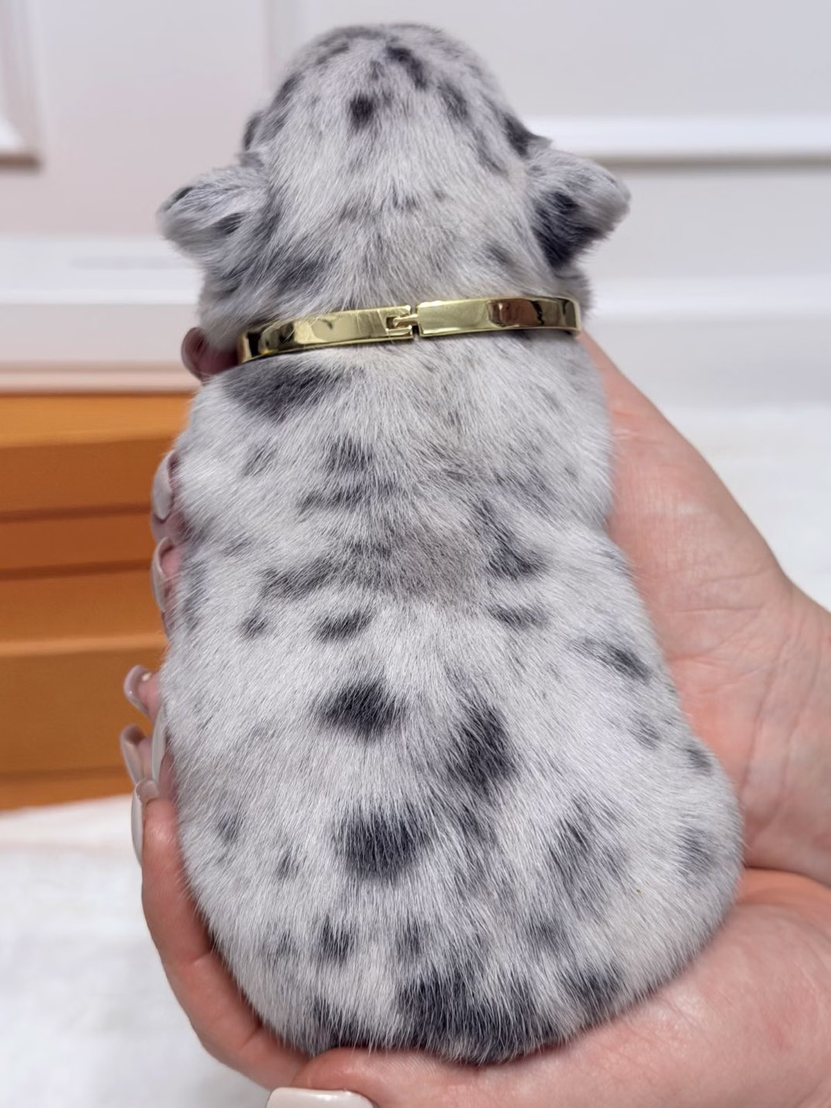 Female French Bulldog Blue Merle Tan with a square-shaped head, intelligent blue eyes, tan markings, and a gold collar.