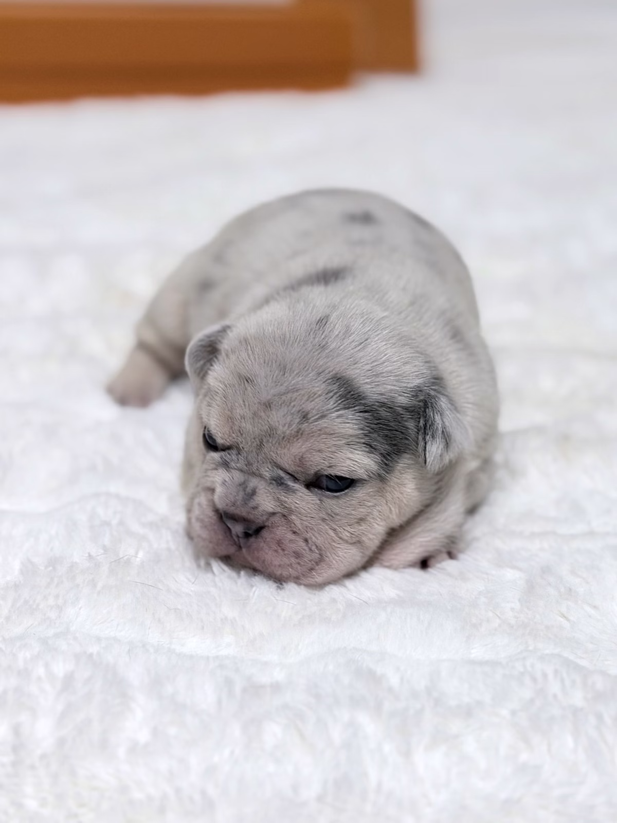 Female French Bulldog Blue Merle Tan with a silky marbled coat, shining blue eyes, tan points.