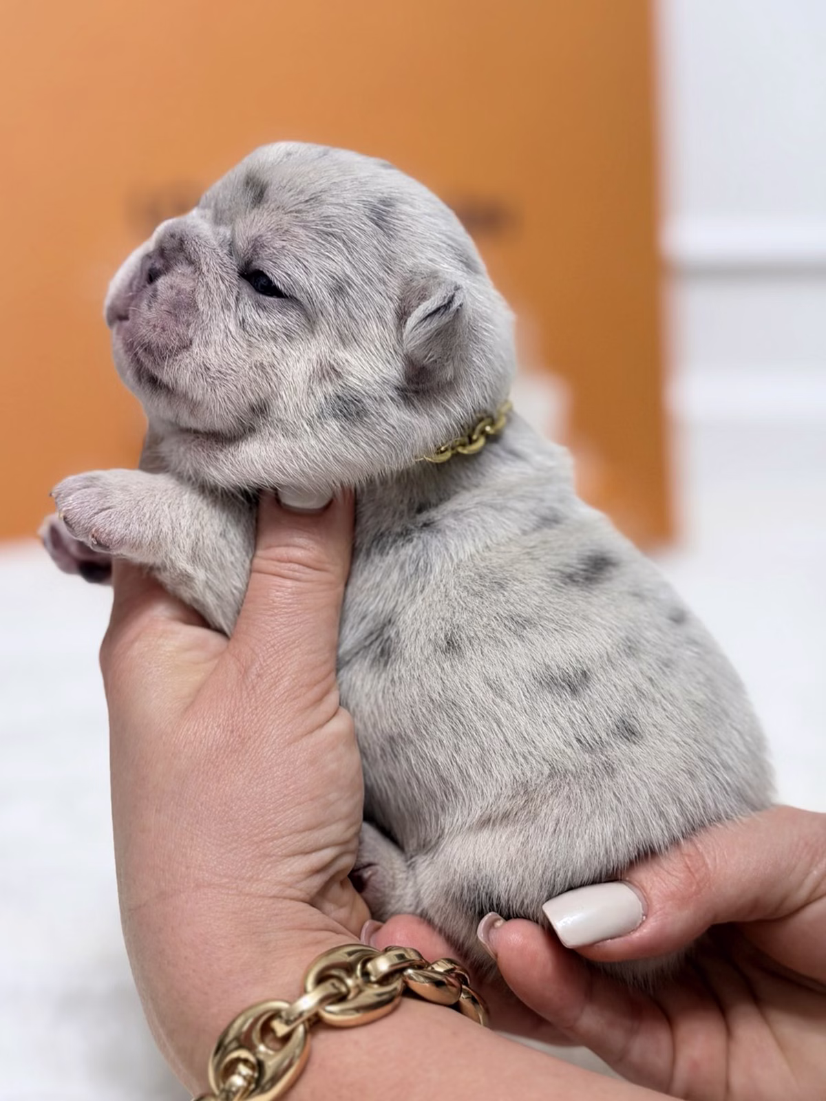 Female French Bulldog Blue Merle showcasing striking blue eyes, charcoal marble patches on a slate-blue base, and a gold chain collar.