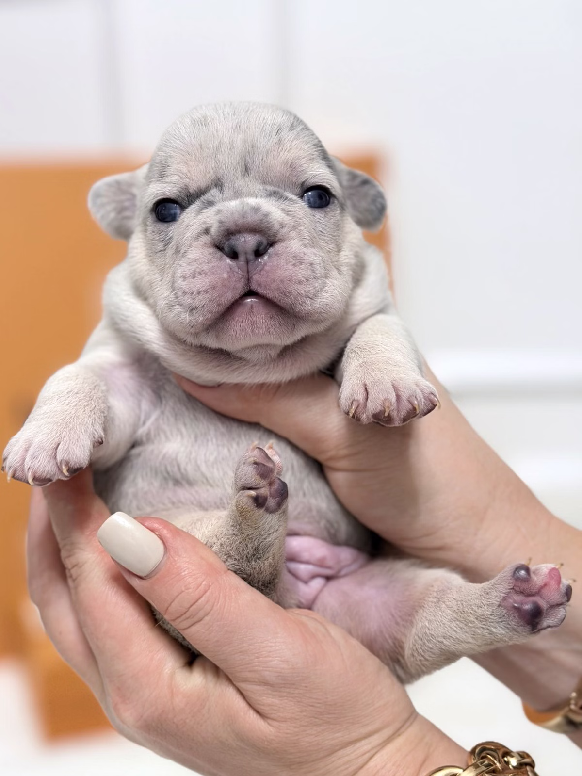 Female French Bulldog Blue Merle Tan with a broad chest, mesmerizing blue eyes, unique marble spots.
