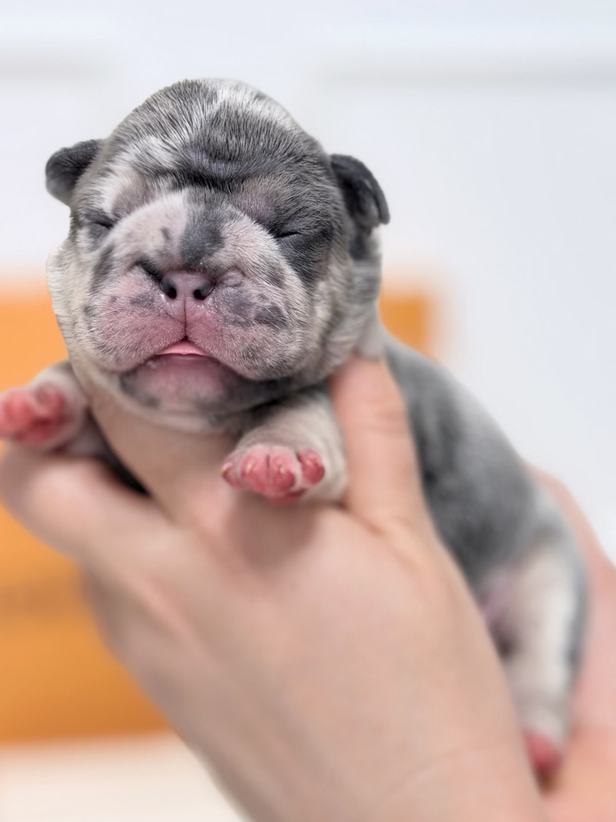 Male French Bulldog Blue Merle with deep facial wrinkles, blue eyes, slate-grey marble pigment.