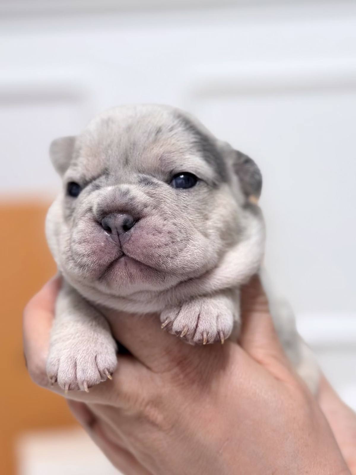 Purebred Female French Bulldog Blue Merle Tan with a heavy-set marble pattern, clear blue eyes, tan highlights on legs.