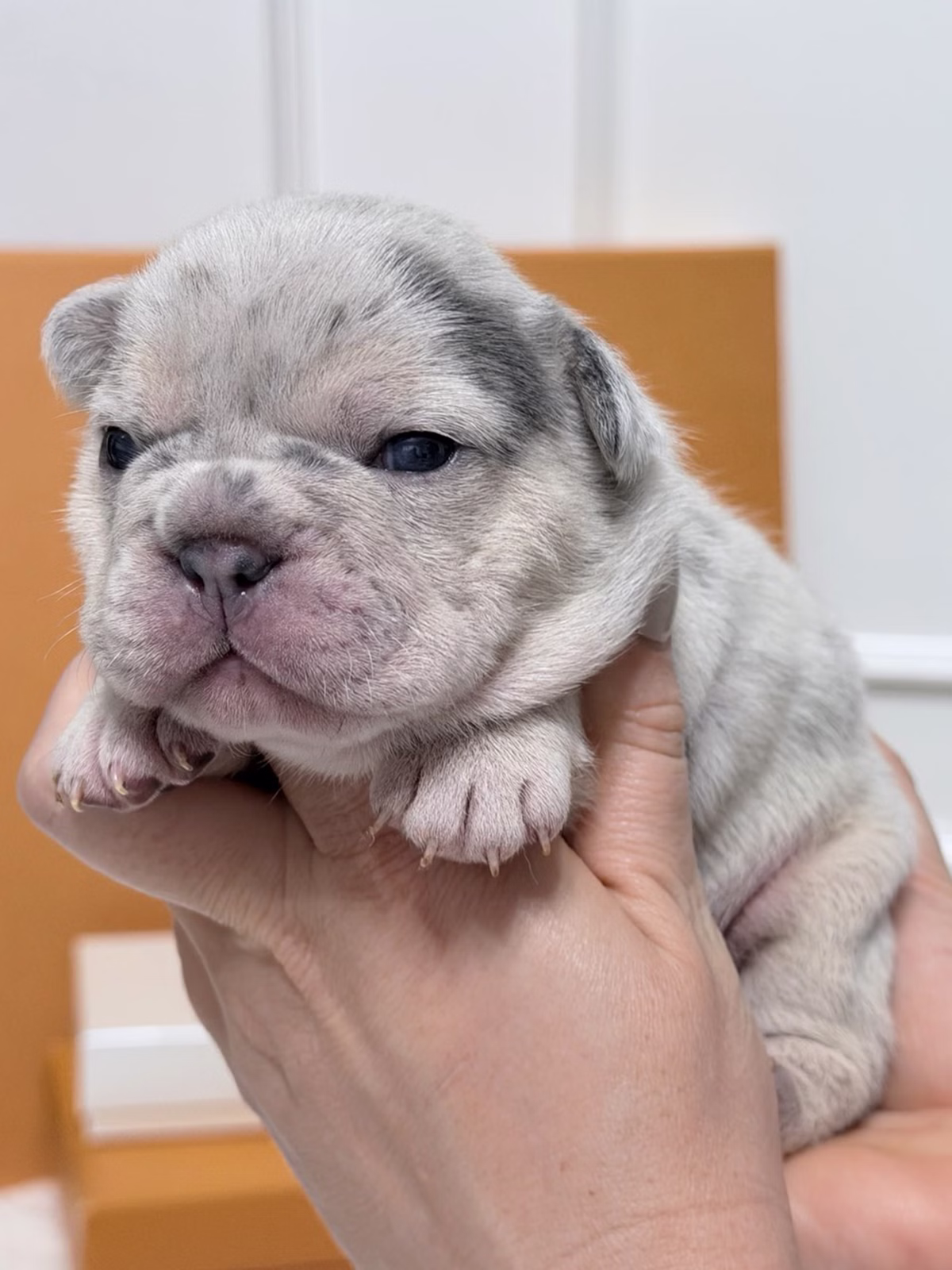 Female French Bulldog Blue Merle Tan with deep facial wrinkles, blue eyes, slate-grey marble pigment, tan points.