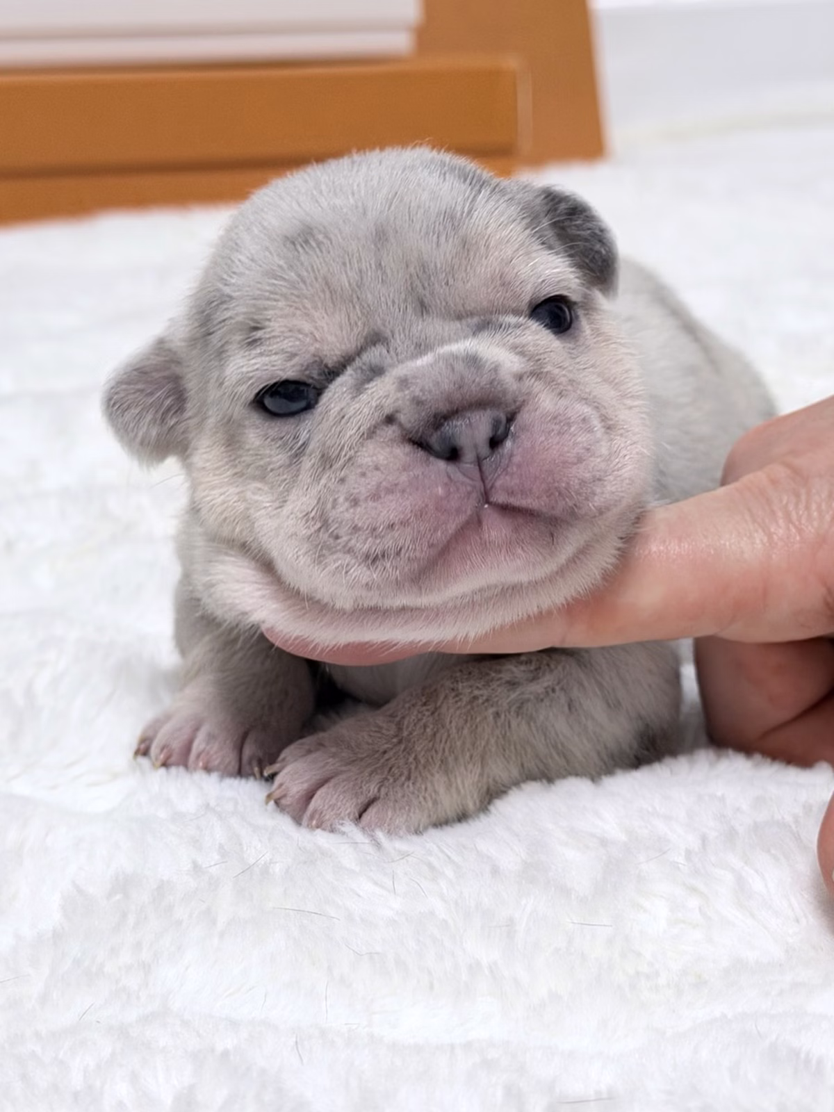 Female French Bulldog Blue Merle Tan showcasing striking blue eyes, charcoal marble patches, tan eyebrows.