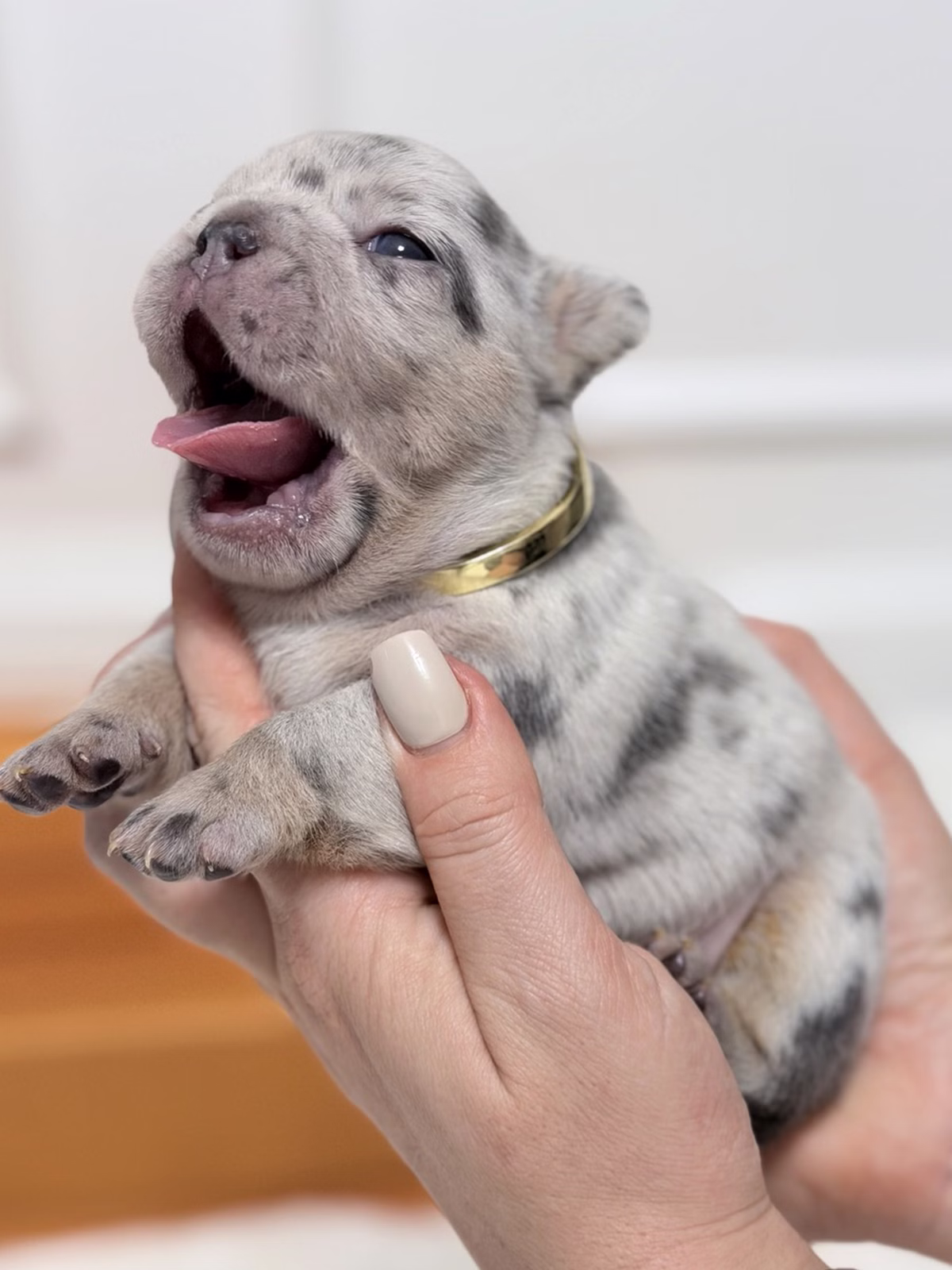 Female French Bulldog Blue Merle Tan with a silky marbled coat, shining blue eyes, tan points, and a gold collar.