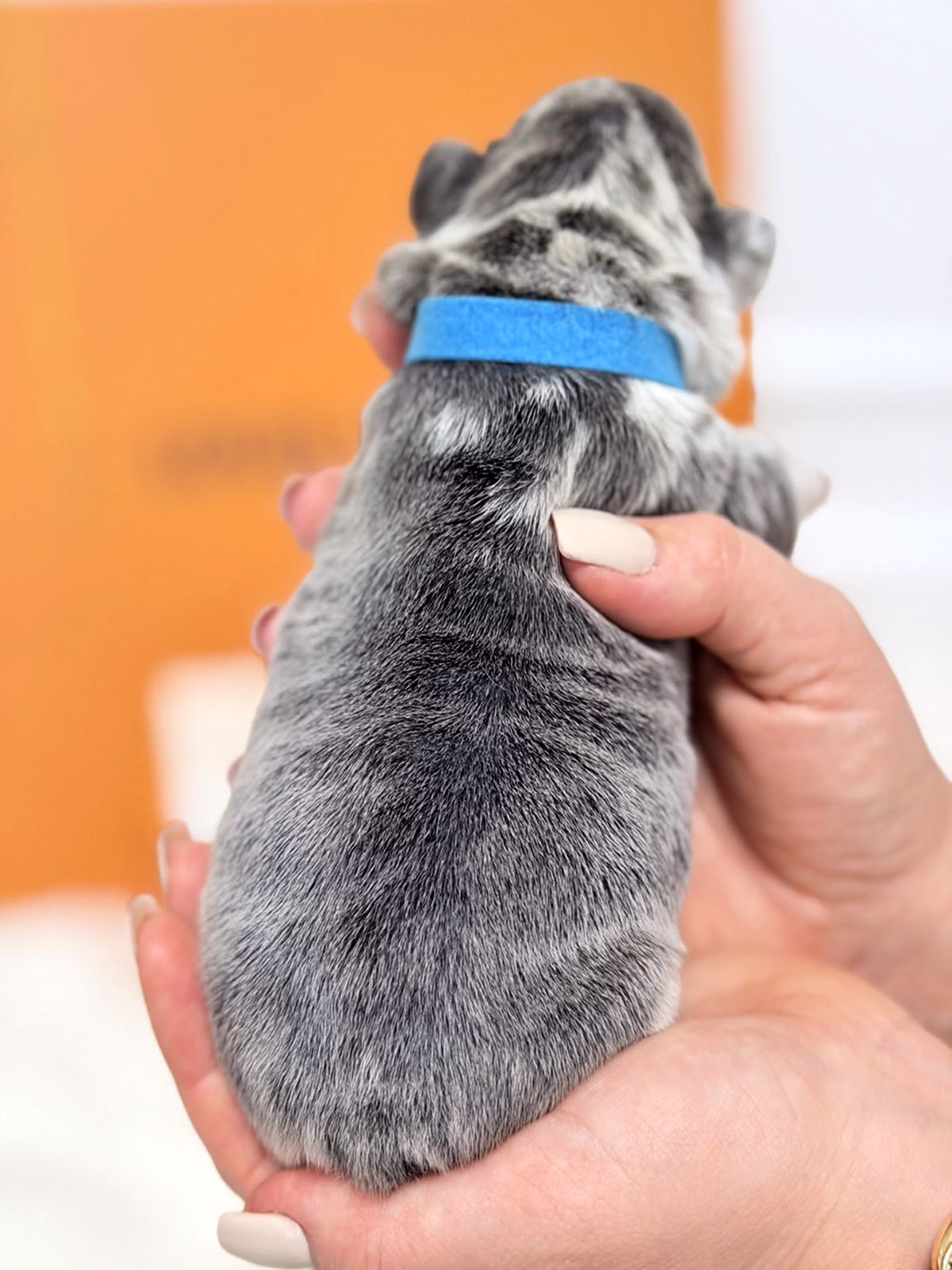 Male French Bulldog Blue Merle with a silver-marbled coat, bright blue eyes, sturdy muscular build, and a blue collar.