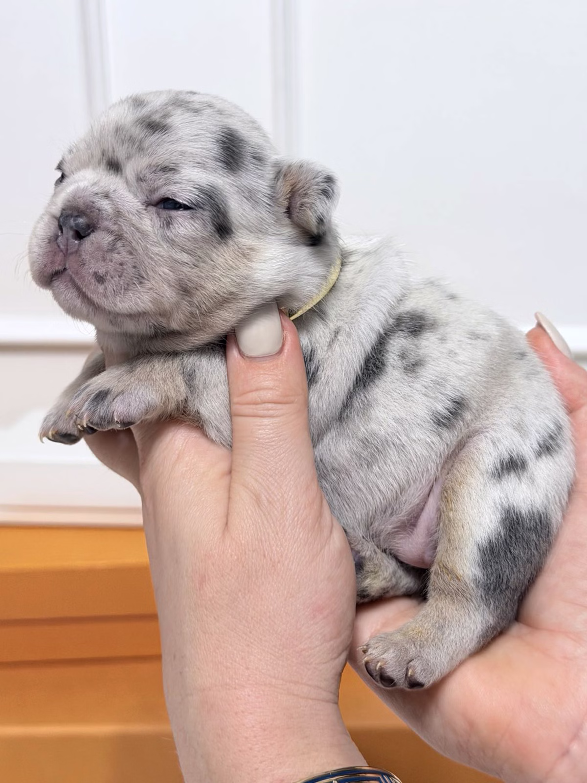 Female French Bulldog Blue Merle Tan with a broad chest, mesmerizing blue eyes, unique marble spots, and a gold collar.