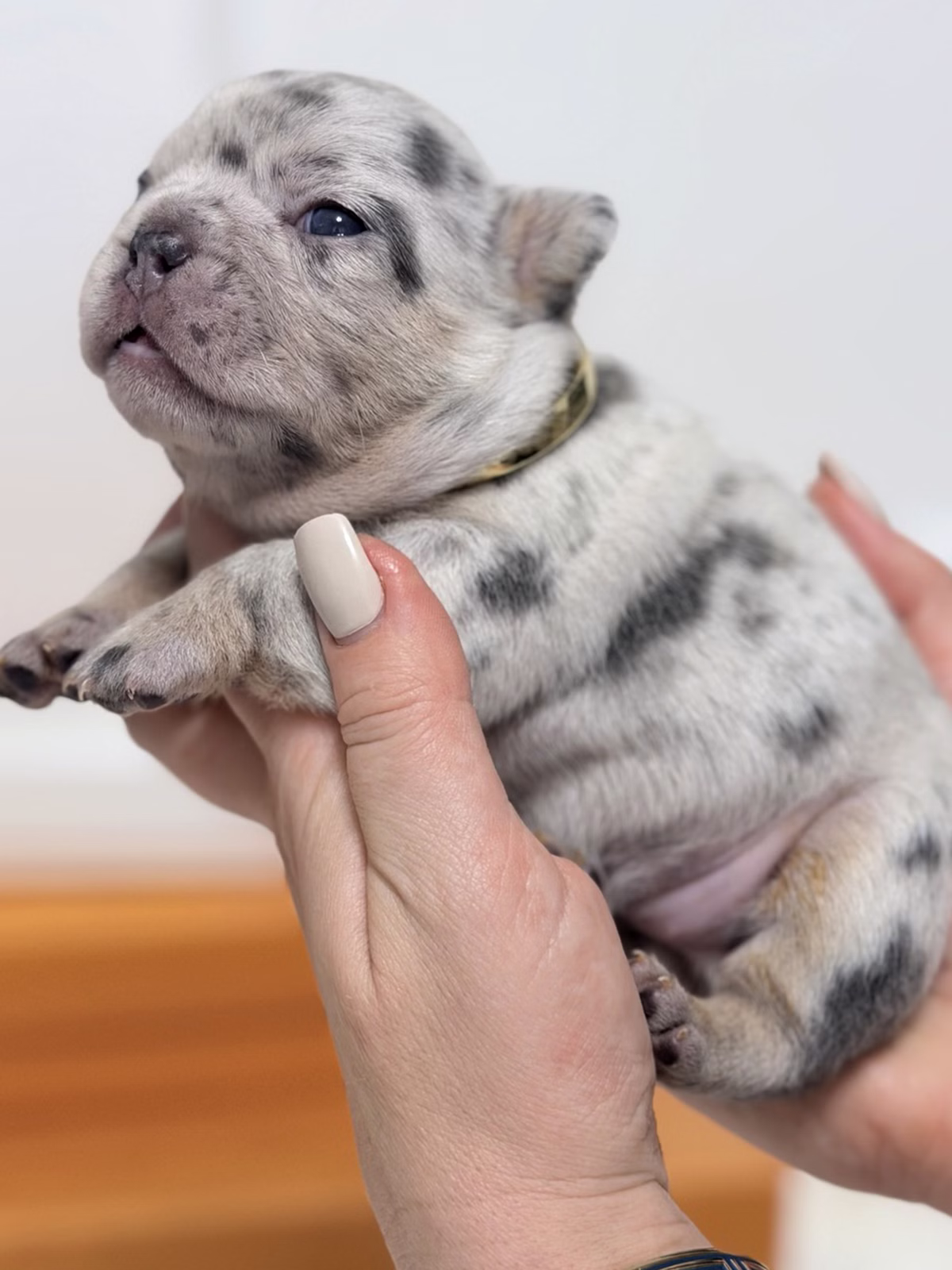 Female French Bulldog Blue Merle Tan featuring a flat muzzle, alert bat ears, captivating blue eyes, tan accents, and a gold collar.