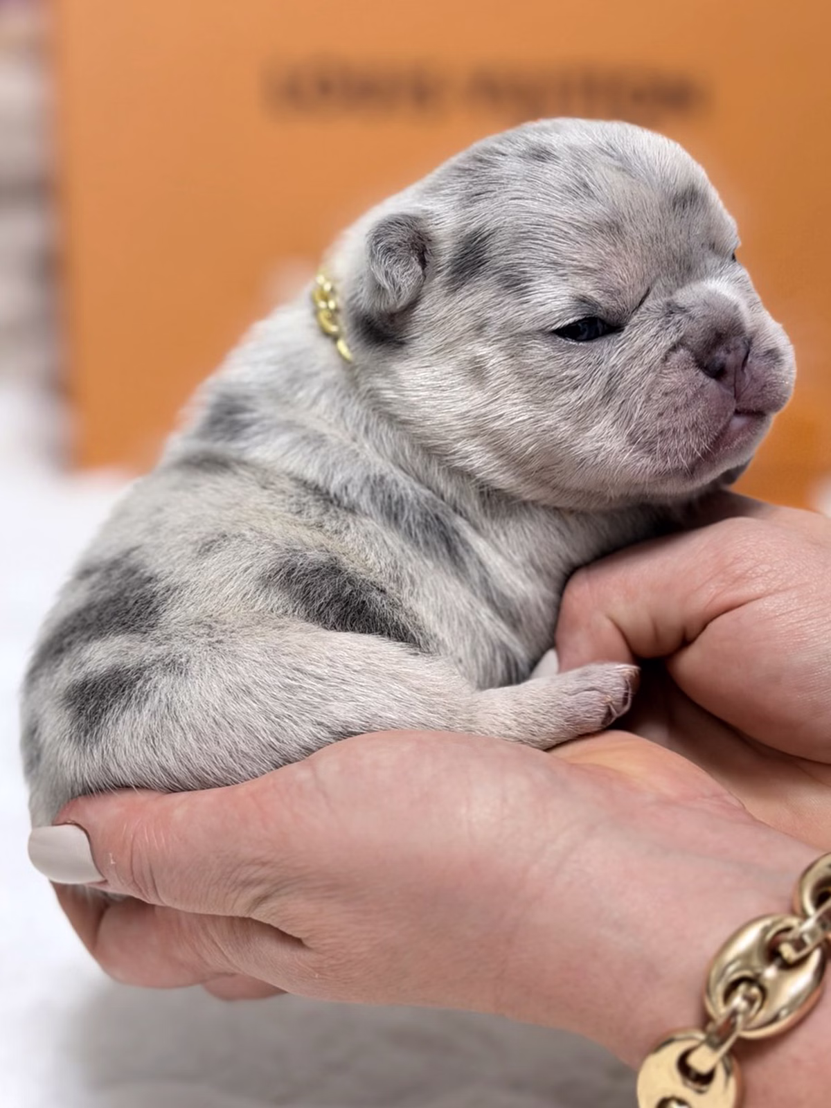 Female French Bulldog Blue Merle with a silver-marbled coat, vivid blue eyes, upright bat ears, and a gold chain collar.