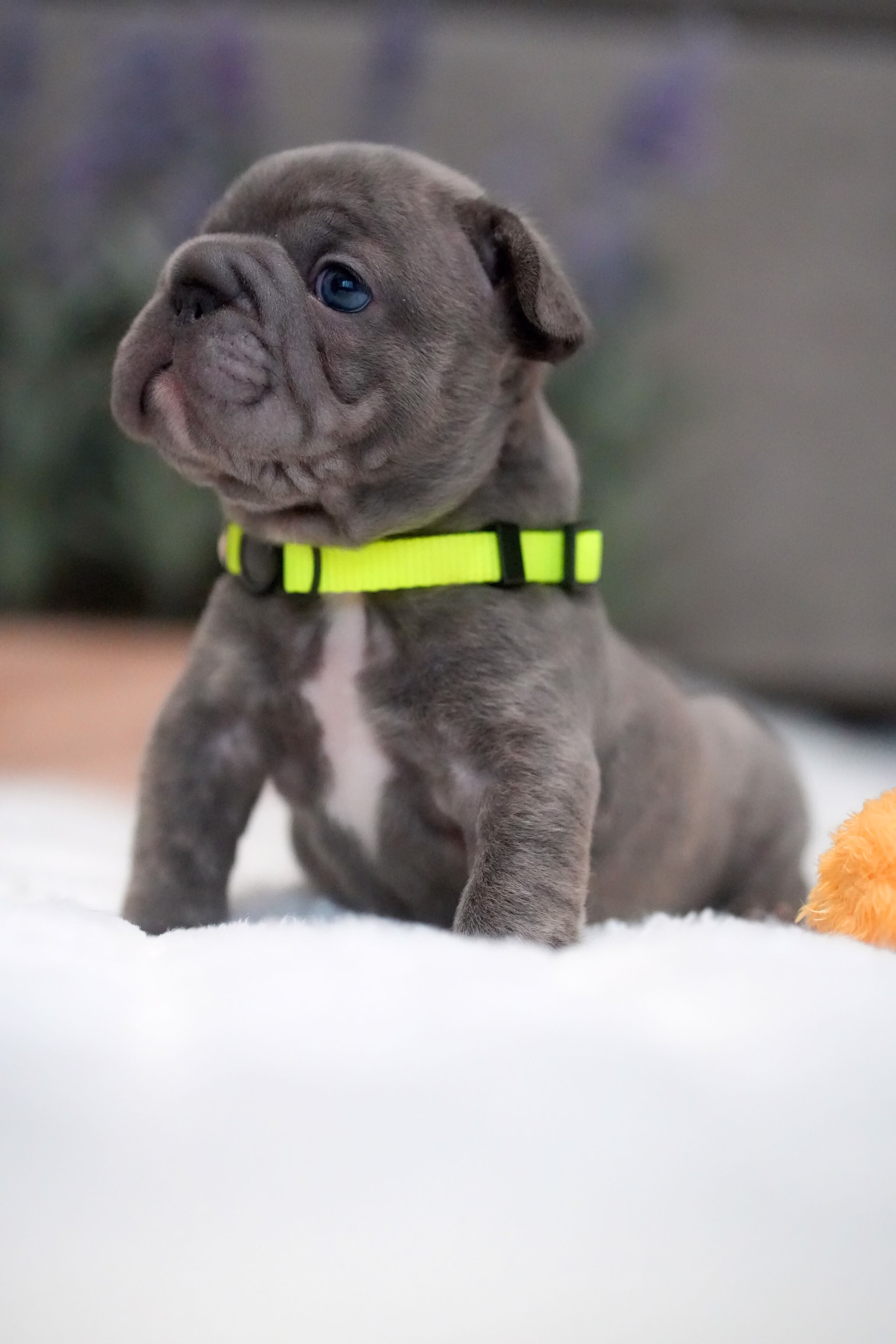 Male French Bulldog Blue Brindle with a healthy black nose, facial folds, no white markings, and a neon green collar.