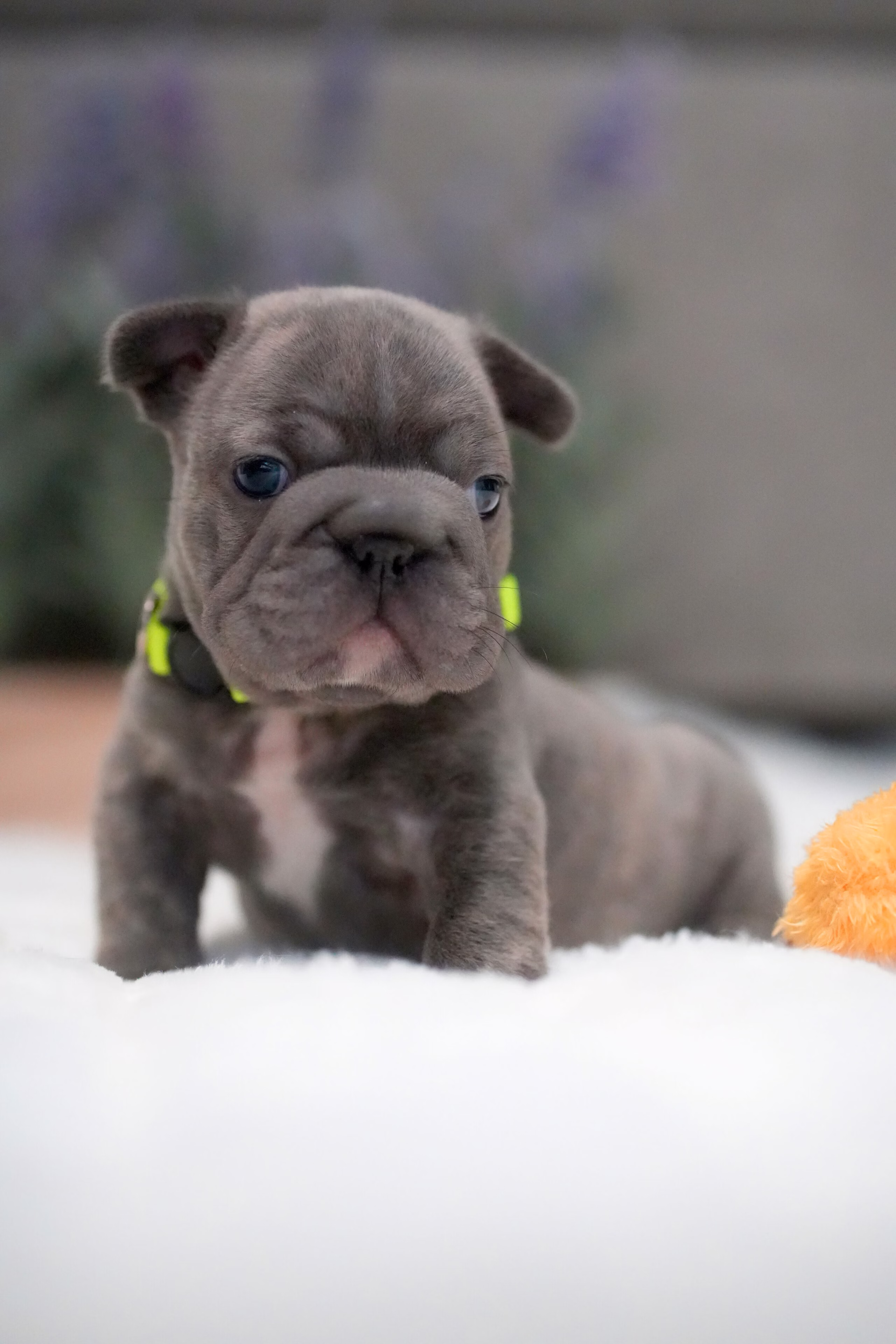 Male French Bulldog Blue Brindle showcasing prominent vertical ears, smooth blue-grey pigment, blue eyes, and a neon green collar.