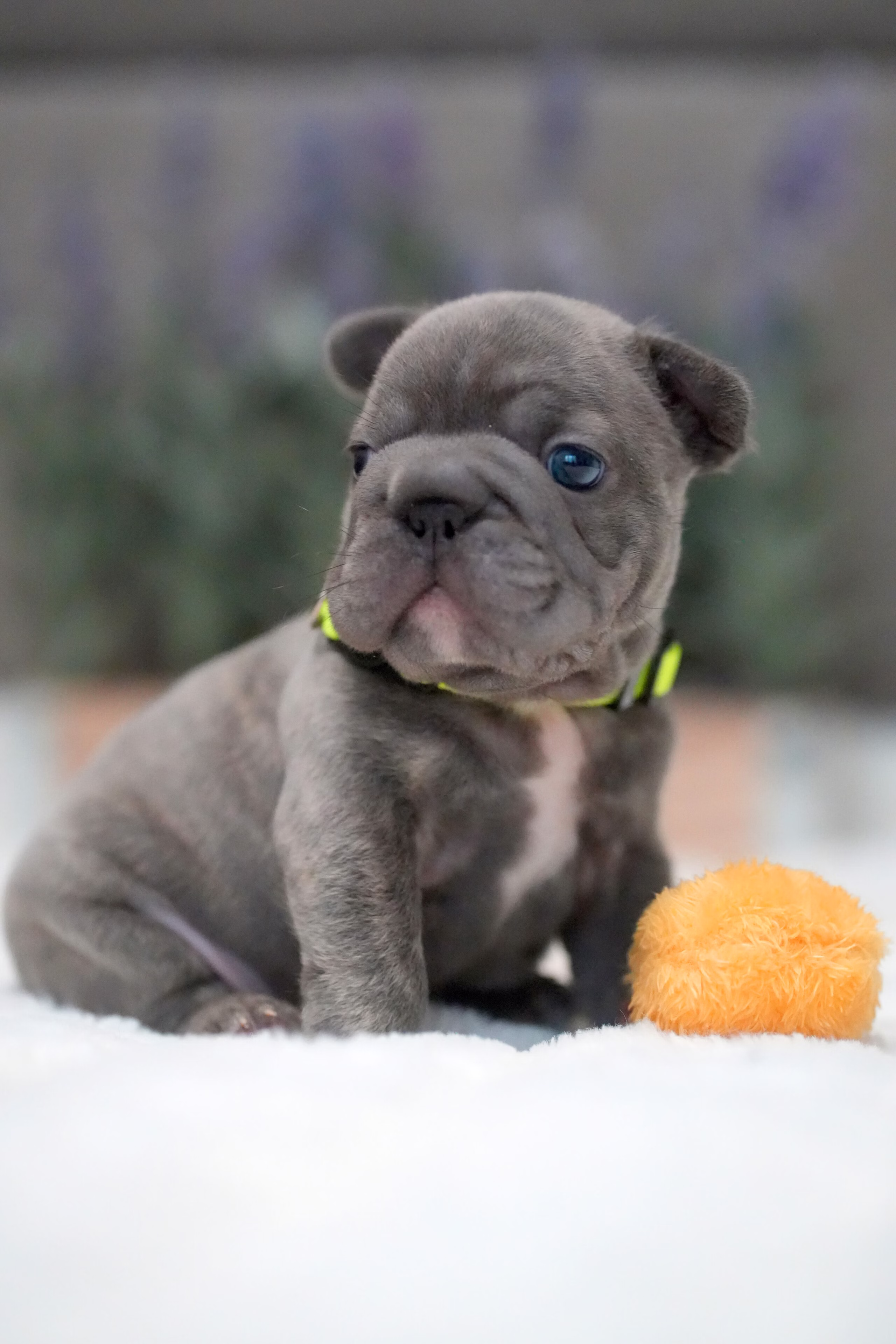Male French Bulldog Blue Brindle with a square-shaped jawline, intelligent dark eyes, short tail, and a neon green collar.