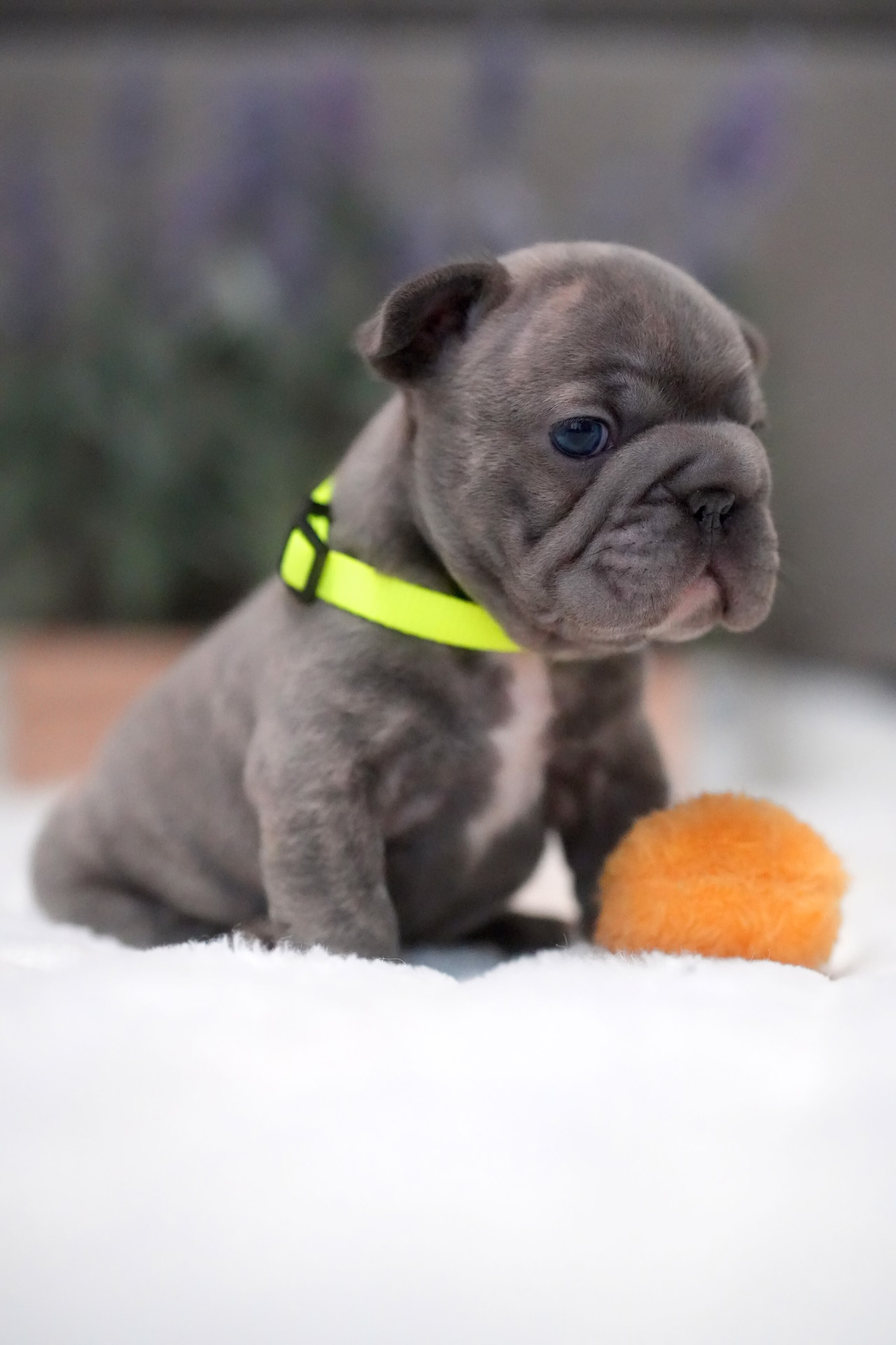 Male French Bulldog Blue Brindle with a silky blue coat, upright bat ears, short tail, and a neon green collar.