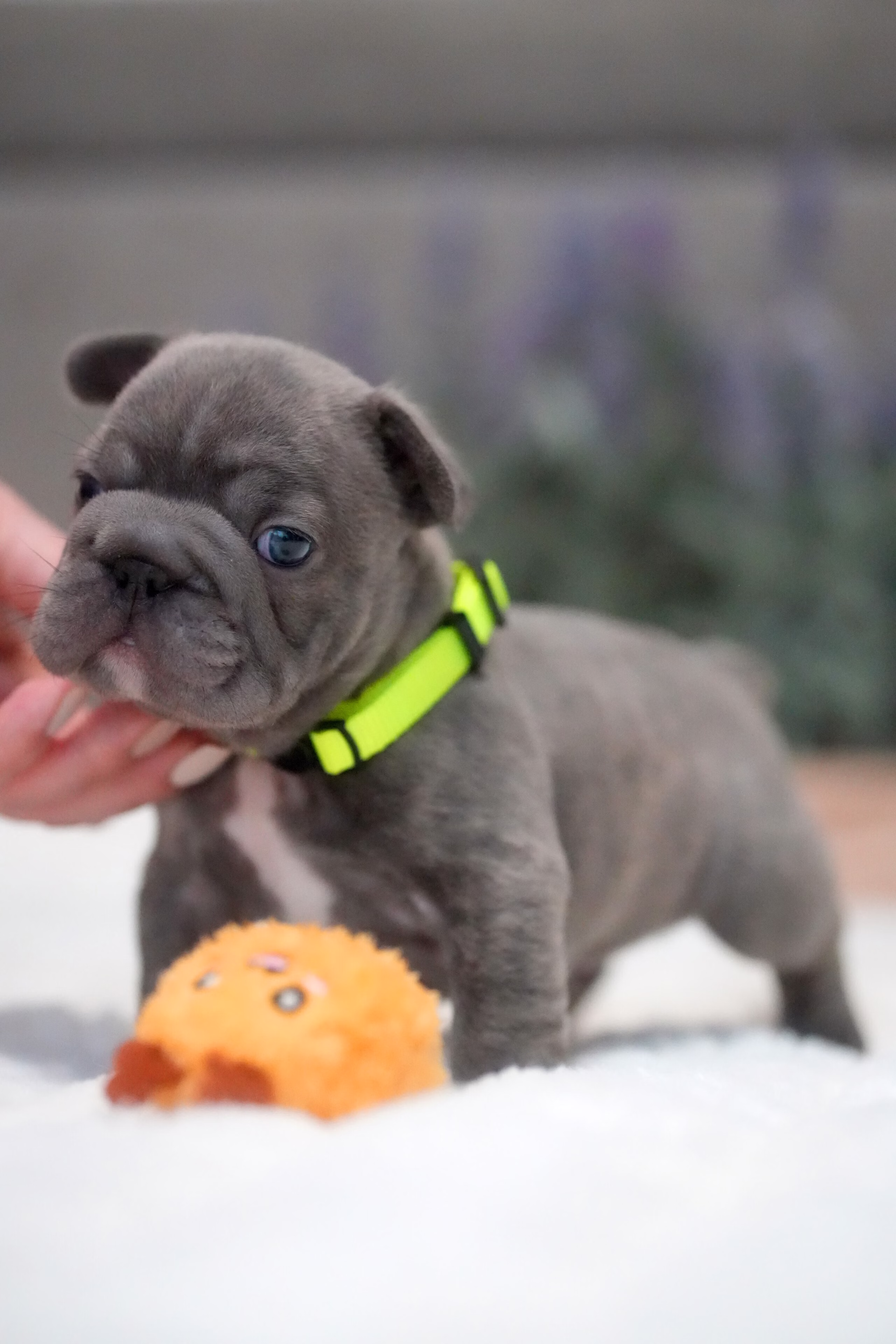 Male French Bulldog Blue Brindle with a broad chest, blue soulful eyes, solid blue-grey fur with brindle highlights, and a vivid turquoise collar.