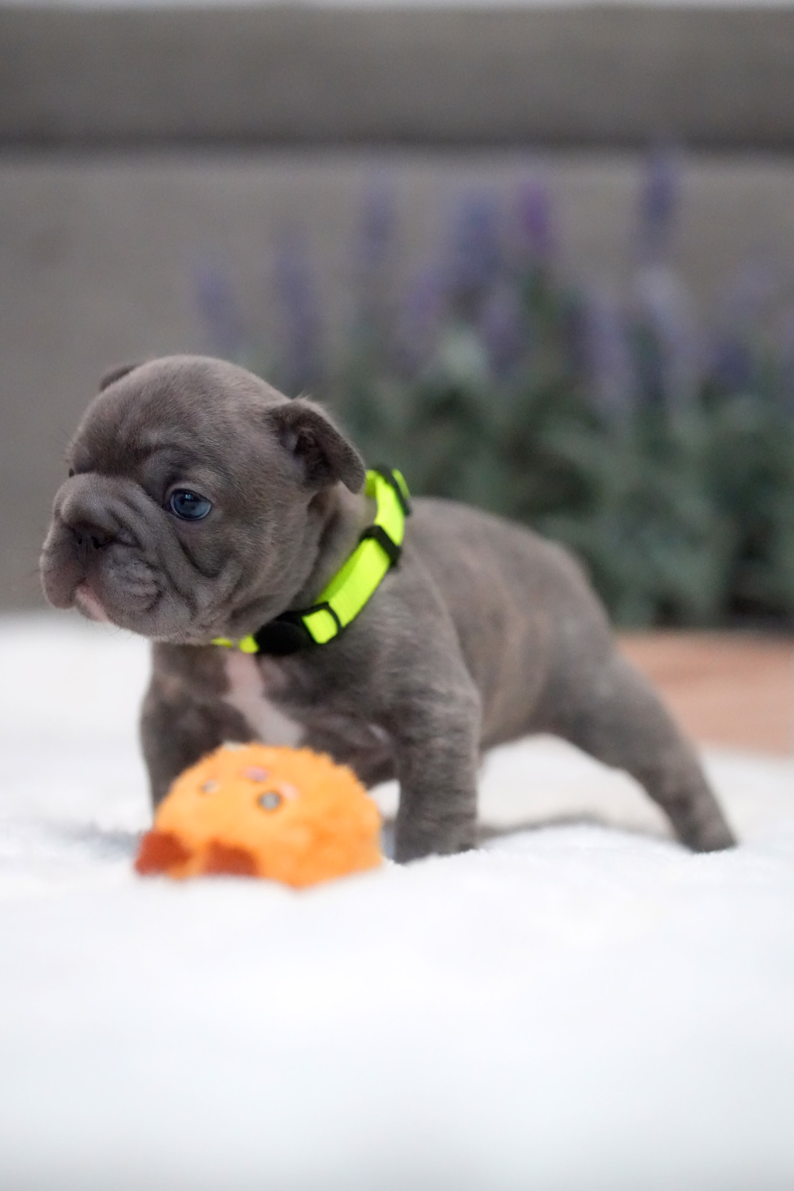 Male French Bulldog Blue Brindle featuring a flat muzzle, alert bat ears, dark eyes, smooth short-haired blue fur, and a neon green collar.