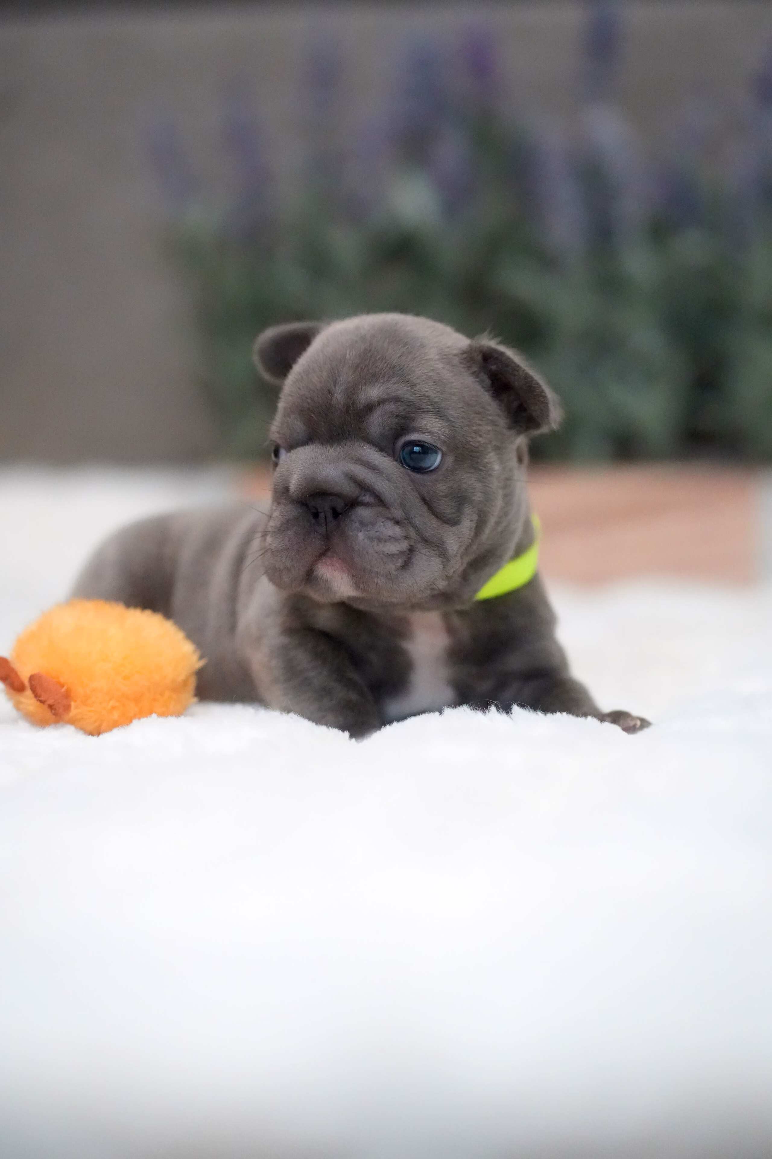 Purebred Male French Bulldog Blue Brindle with a sturdy bone structure, square head, short flat muzzle, and a neon green collar.