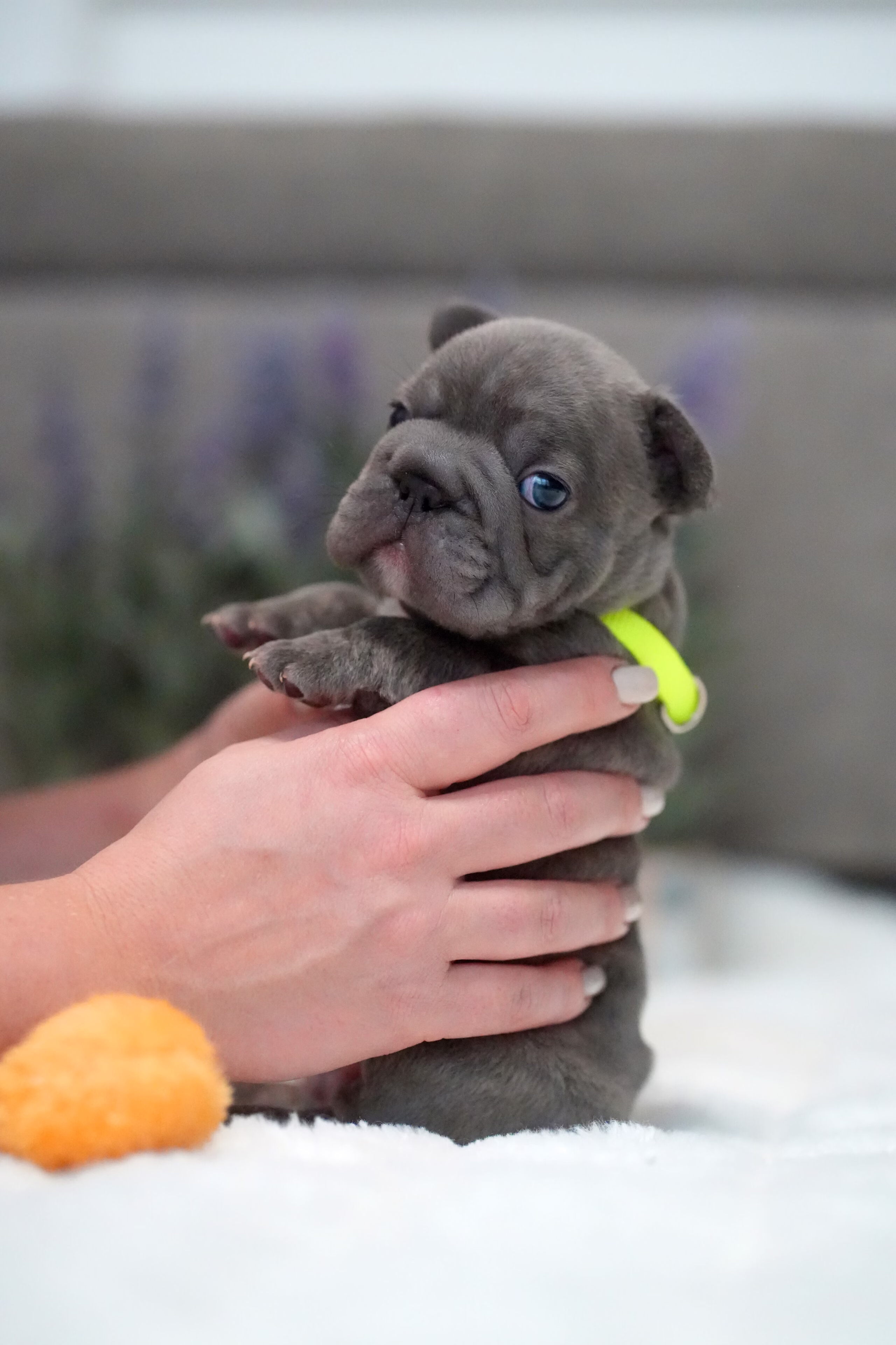 Male French Bulldog Blue Brindle with deep facial wrinkles, upright bat ears, dark soulful eyes, and a neon green collar.