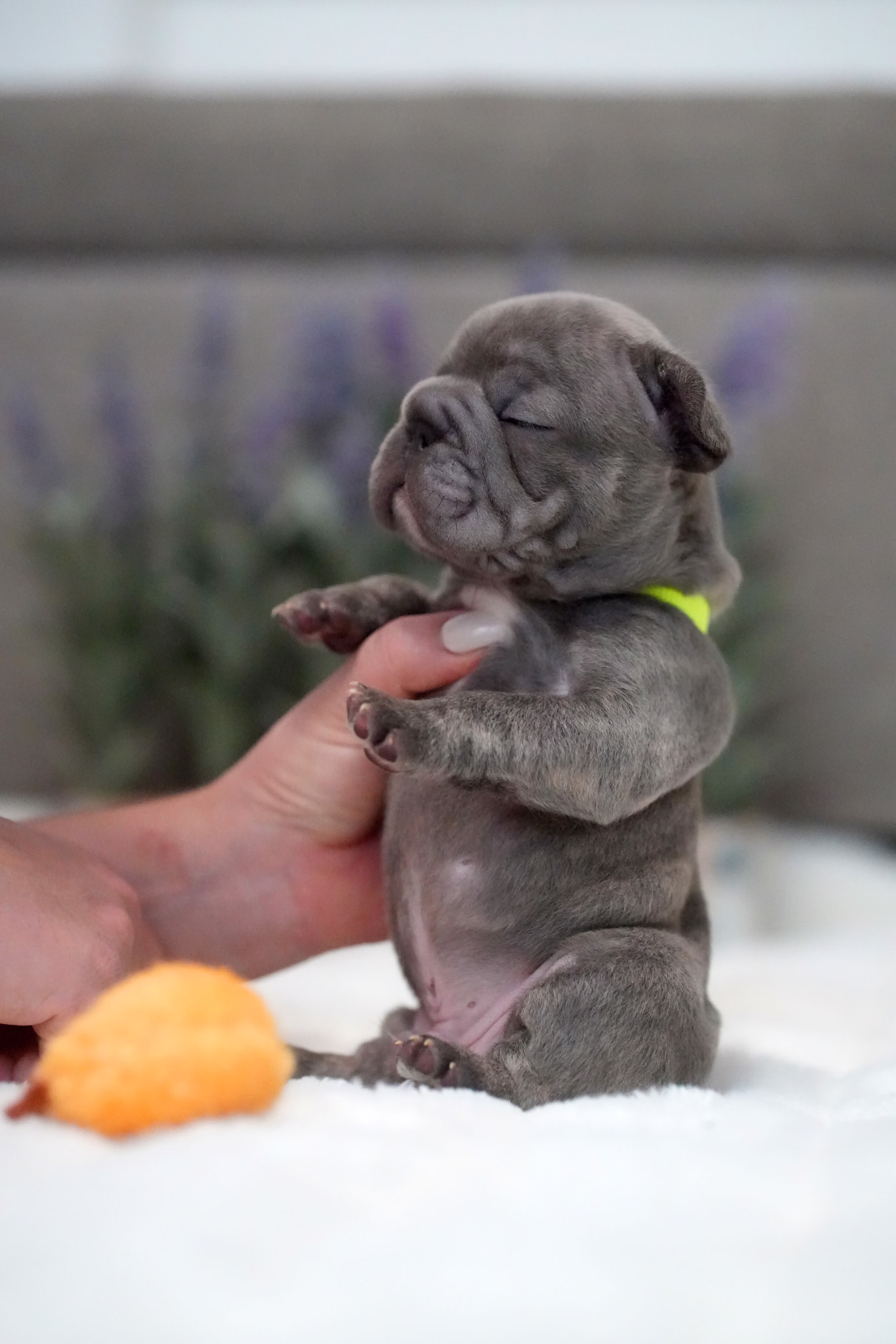 Male French Bulldog Blue Brindle showcasing a compact muscular frame, uniform blue-grey pigment with brindle patterns, and a neon green collar.