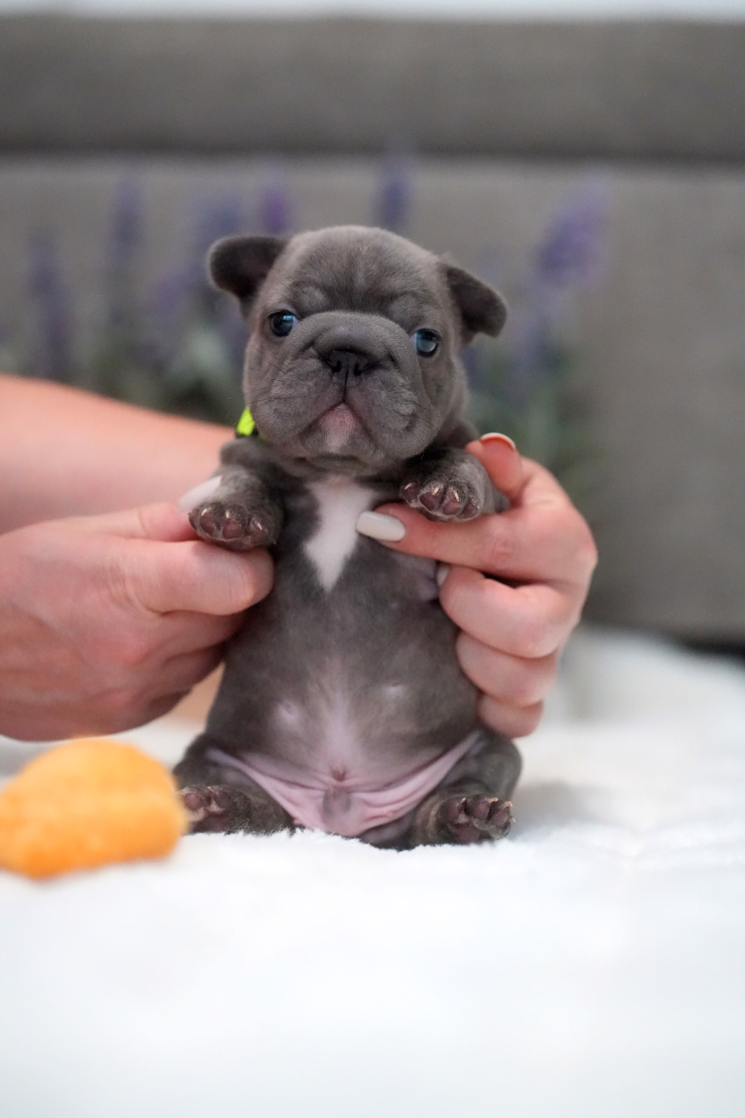 Male French Bulldog Blue Brindle with a steel-blue coat and subtle charcoal tiger stripes, dark blue intelligent eyes, and a neon green collar.