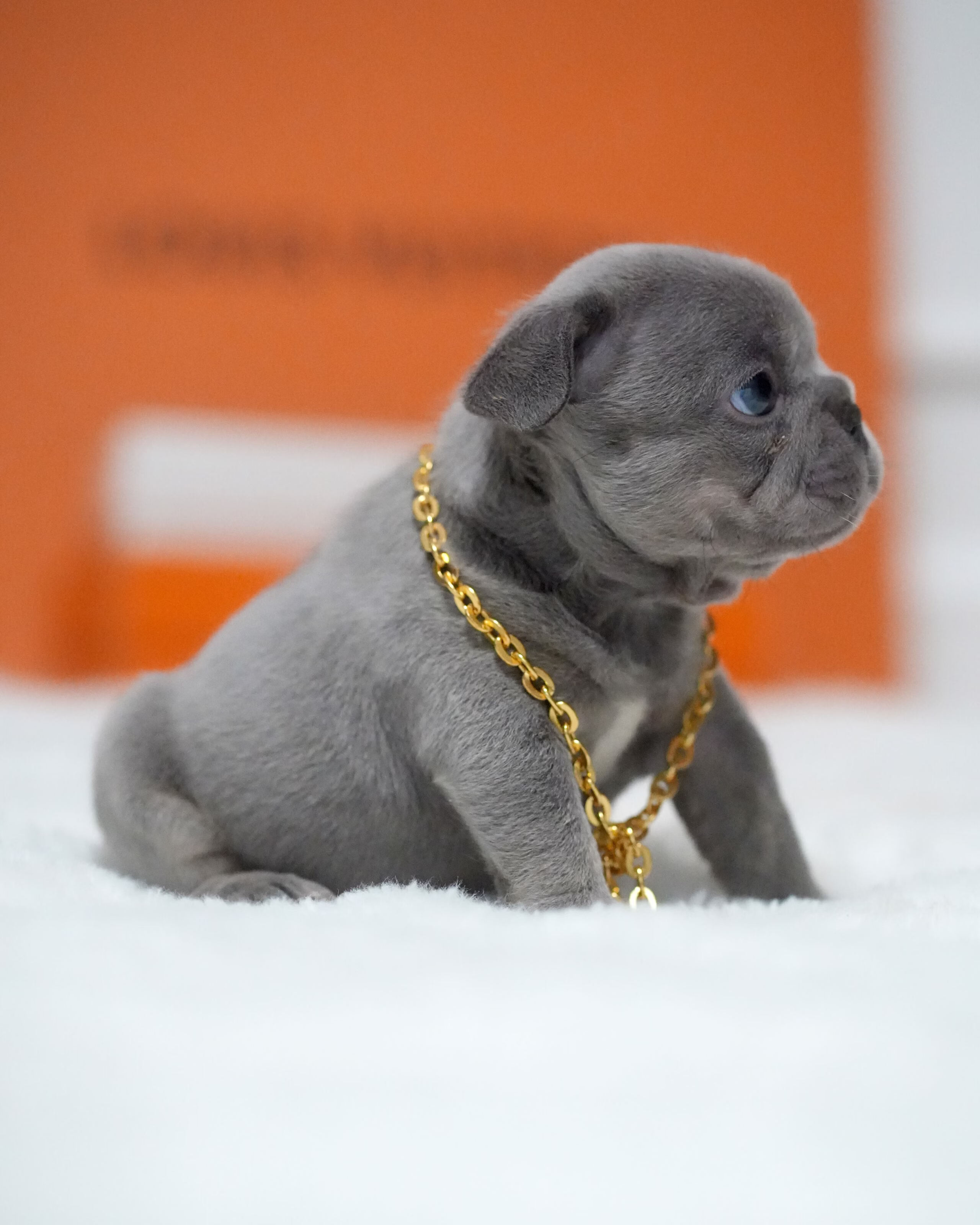 Female French Bulldog Blue showcasing prominent vertical ears, smooth blue-grey pigment, and a gold chain.