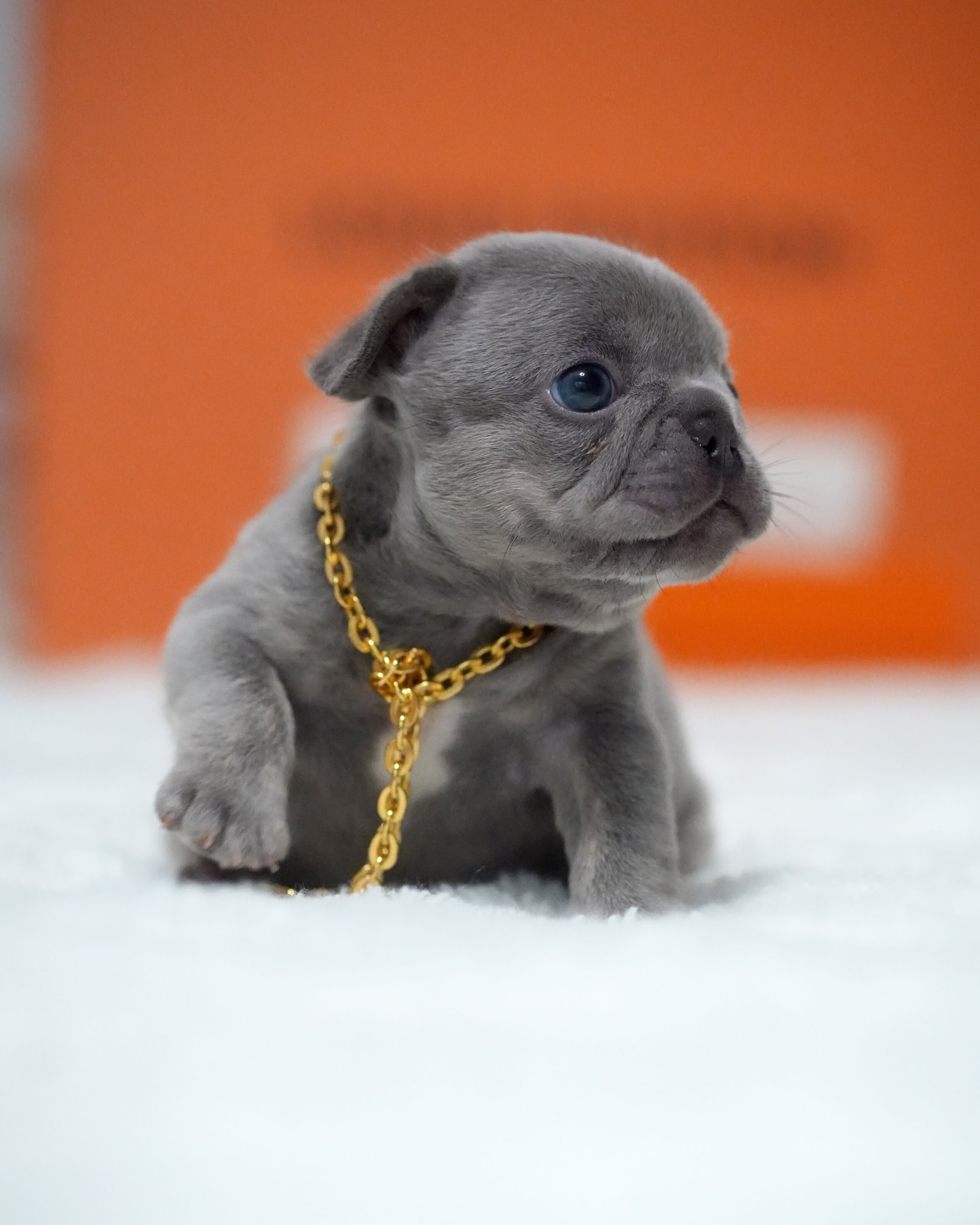 Female French Bulldog Blue with a square-shaped jawline, intelligent dark eyes, short tail, and a gold chain.