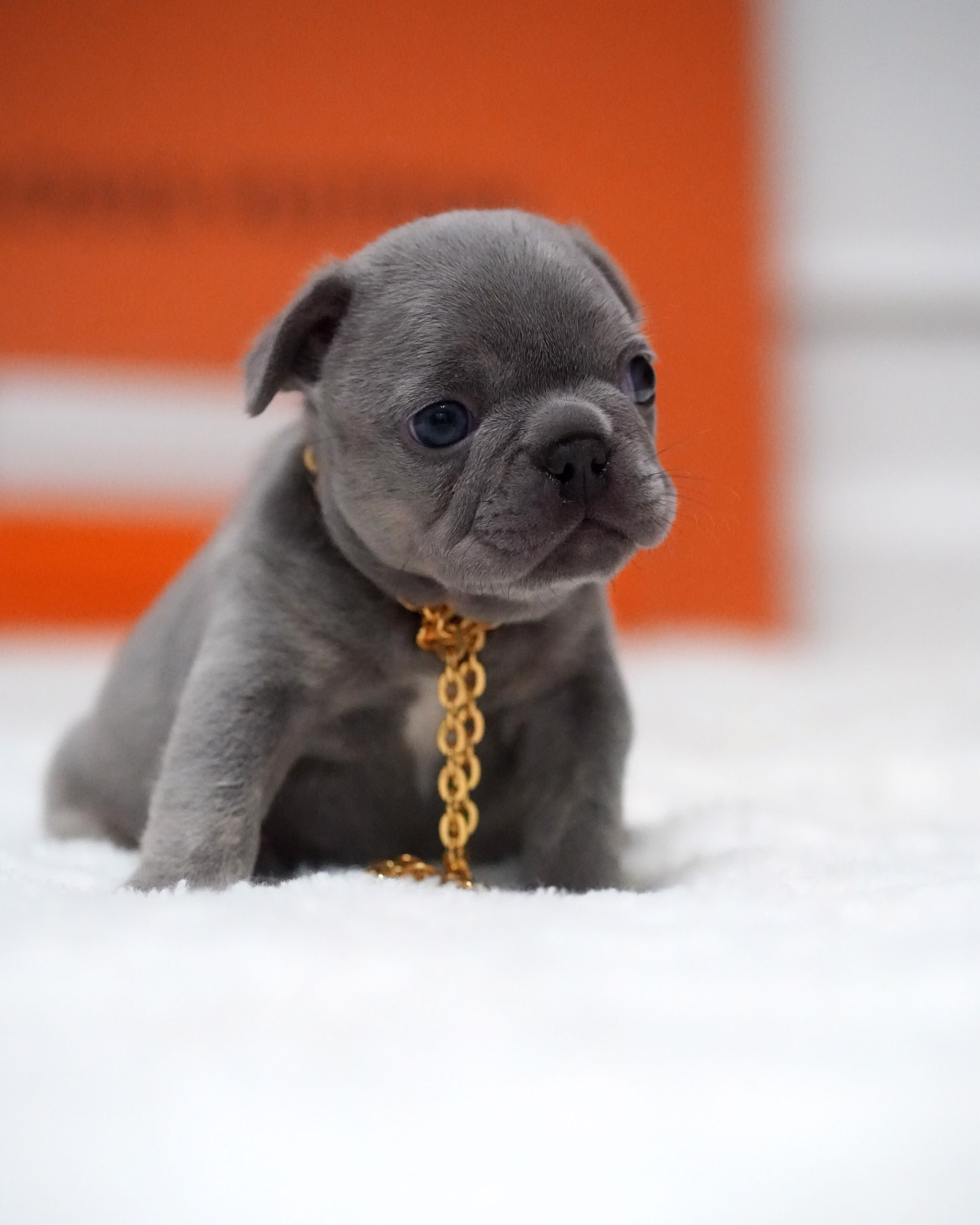 Female French Bulldog Blue with a silky solid blue coat, upright bat ears, and a gold chain.