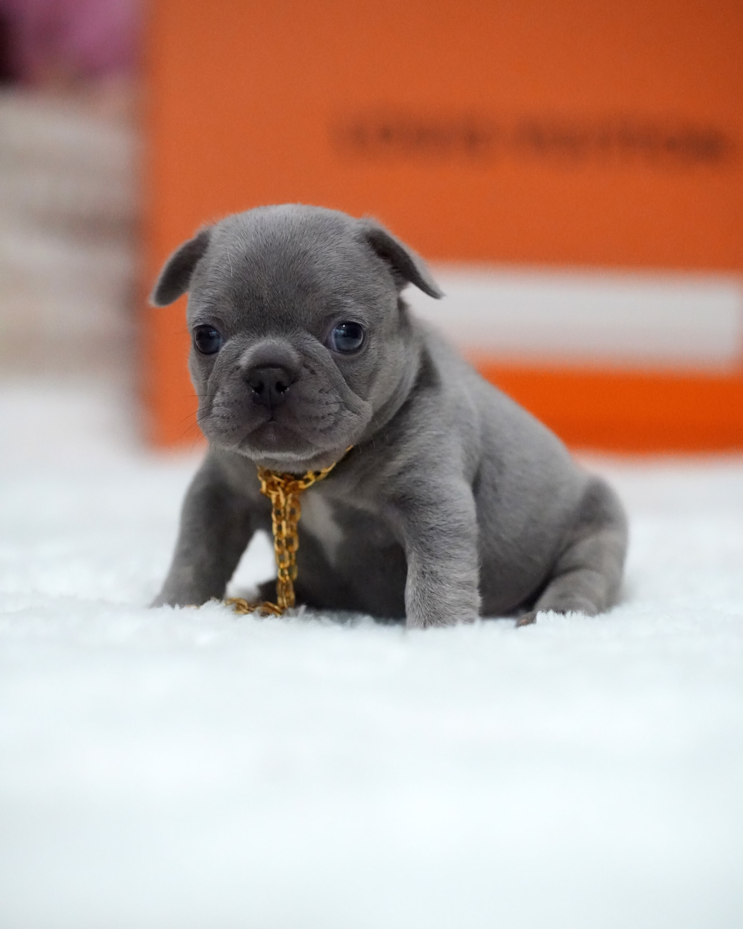 Female French Bulldog Blue with a broad chest, dark soulful eyes, solid slate-grey fur, and a gold chain.