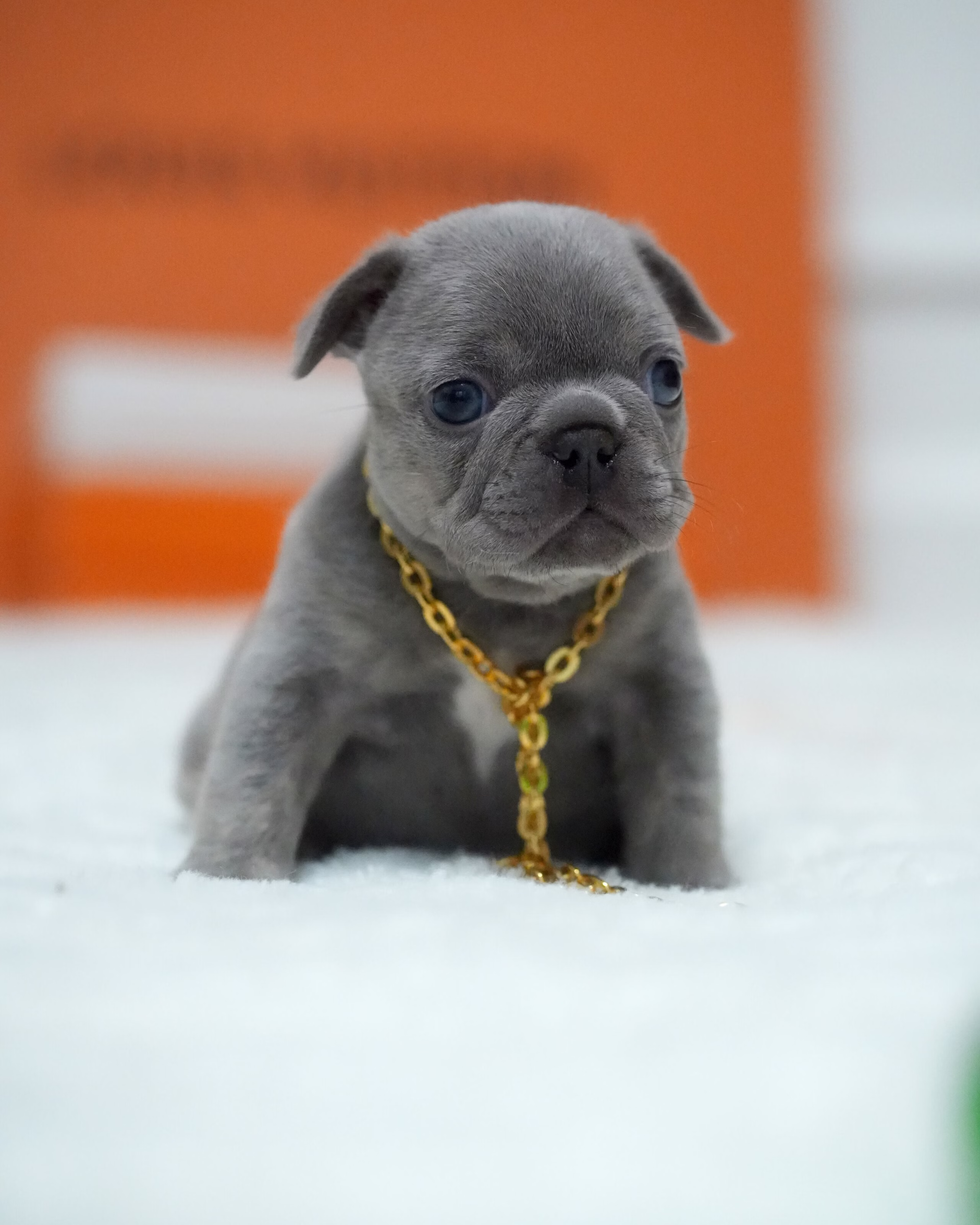Female French Bulldog Blue featuring a flat muzzle, alert bat ears, smooth short-haired blue coat, and a gold chain.